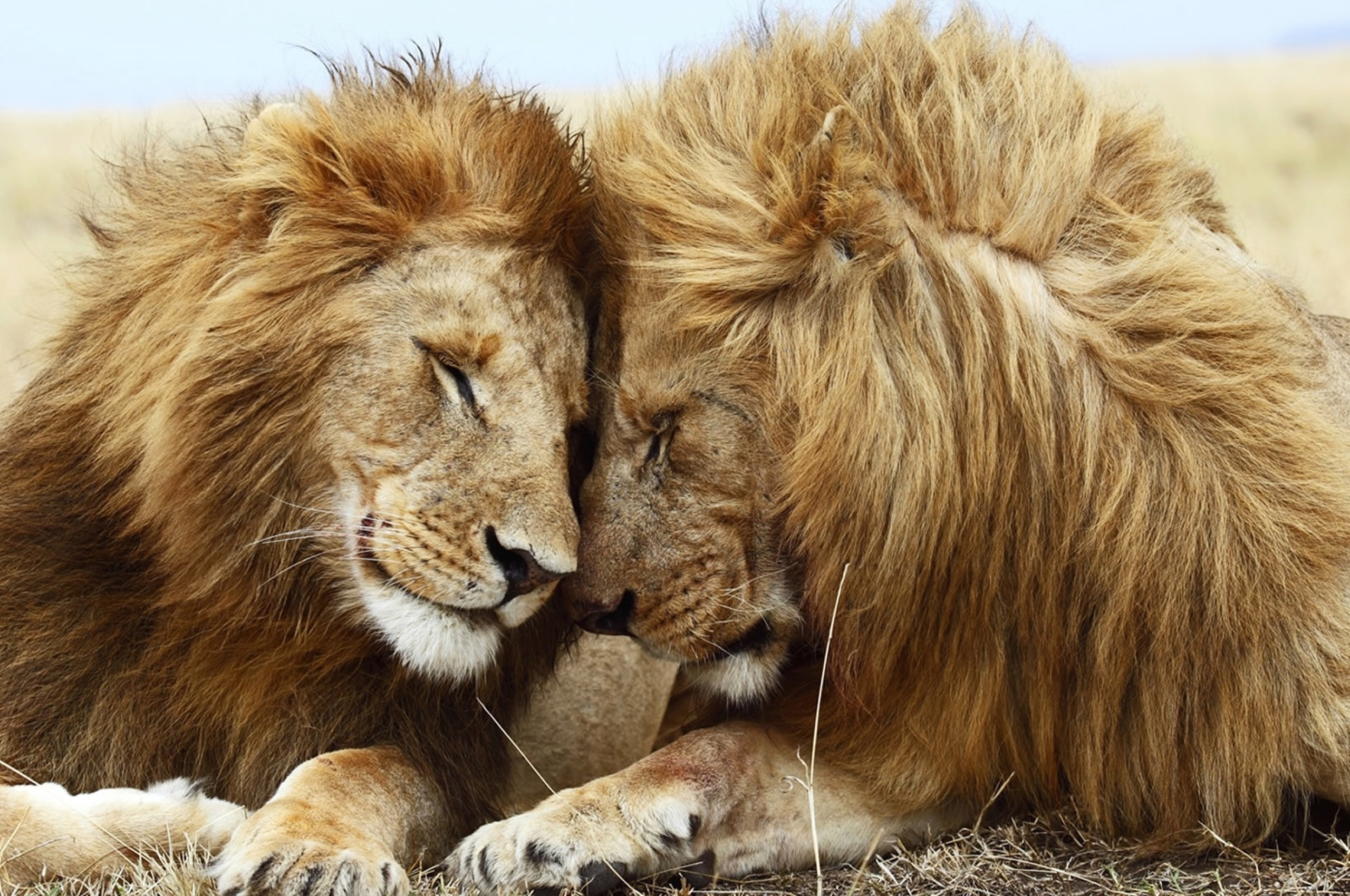 Любовный лев неделя. Лев и львица. Лев. Лев картинки. Два Льва.