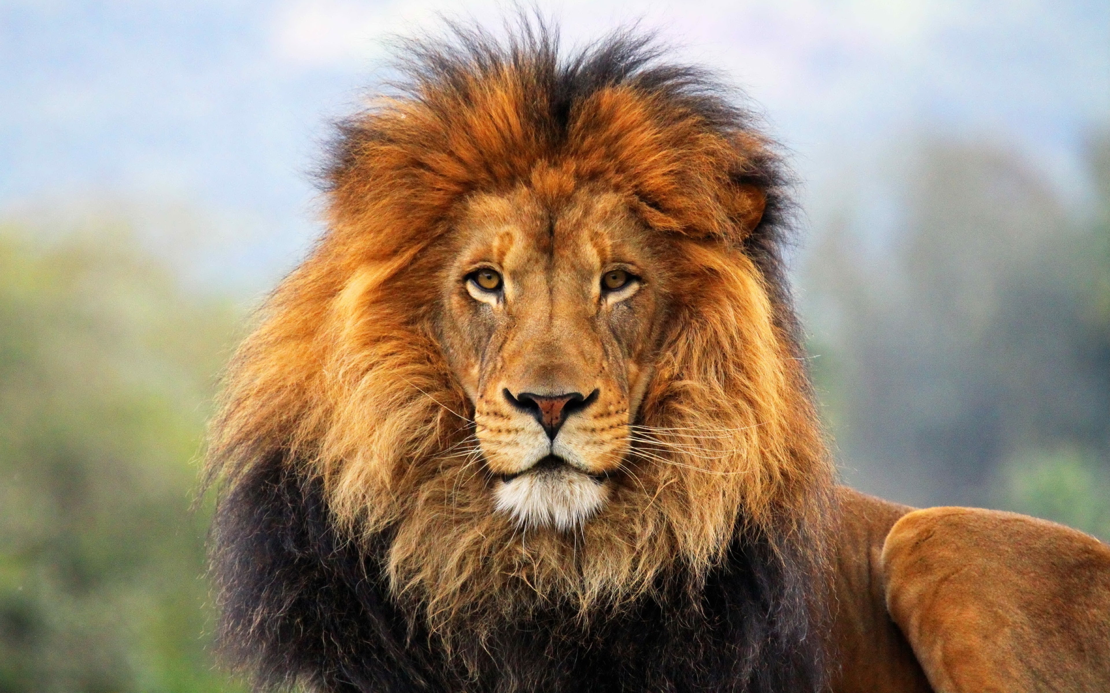 Задков лев. Лев. Морда Льва. Красивый Лев. Голова Льва.