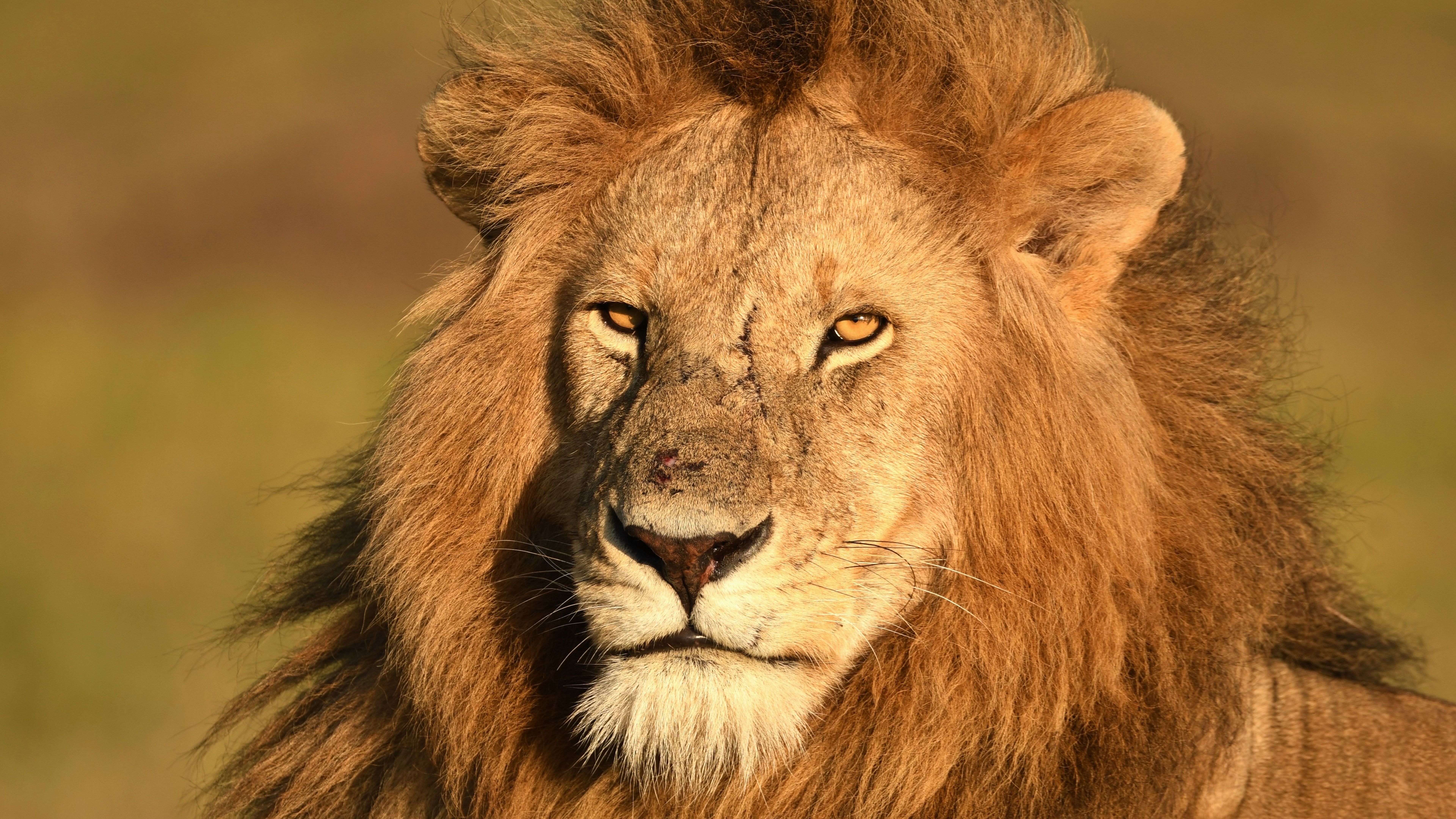 7680x4320 Lion Masai Mara Kenya 8K Wallpaper, HD Animals 4K Wallpapers,  Images, Photos and Background - Wallpapers Den