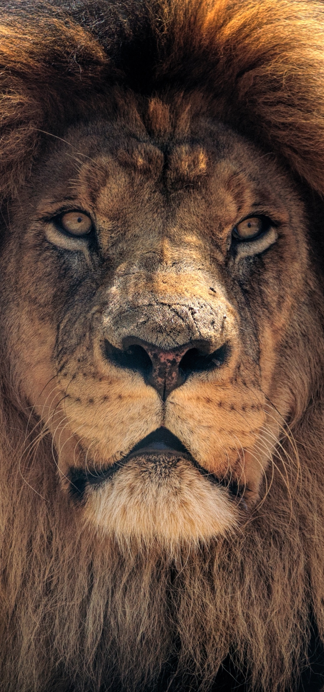 The Lion IPhone Wallpaper HD  IPhone Wallpapers  iPhone Wallpapers