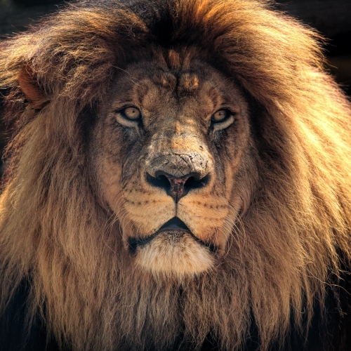 500x500 Resolution Lion 500x500 Resolution Wallpaper - Wallpapers Den