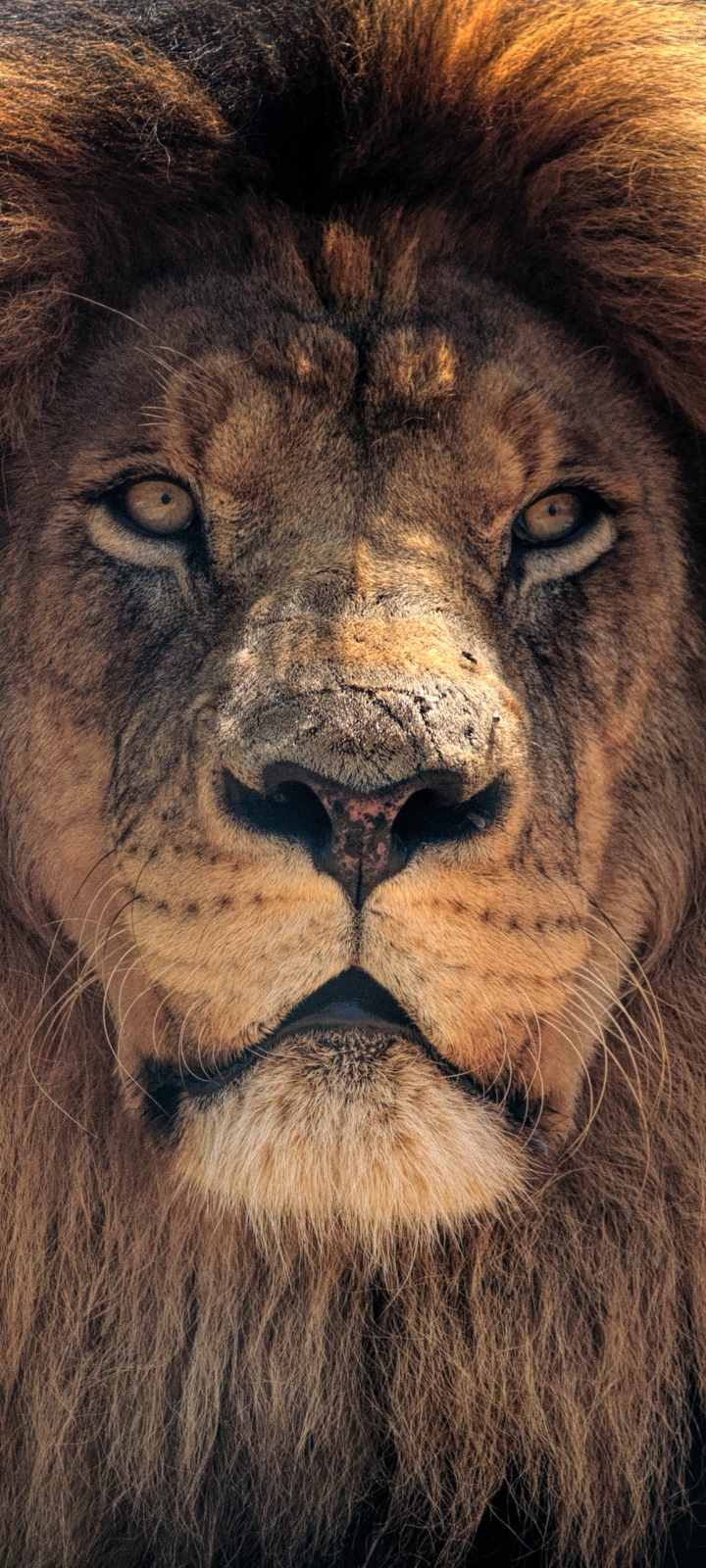720x1600 Lion 720x1600 Resolution Wallpaper, HD Animals 4K Wallpapers,  Images, Photos and Background - Wallpapers Den