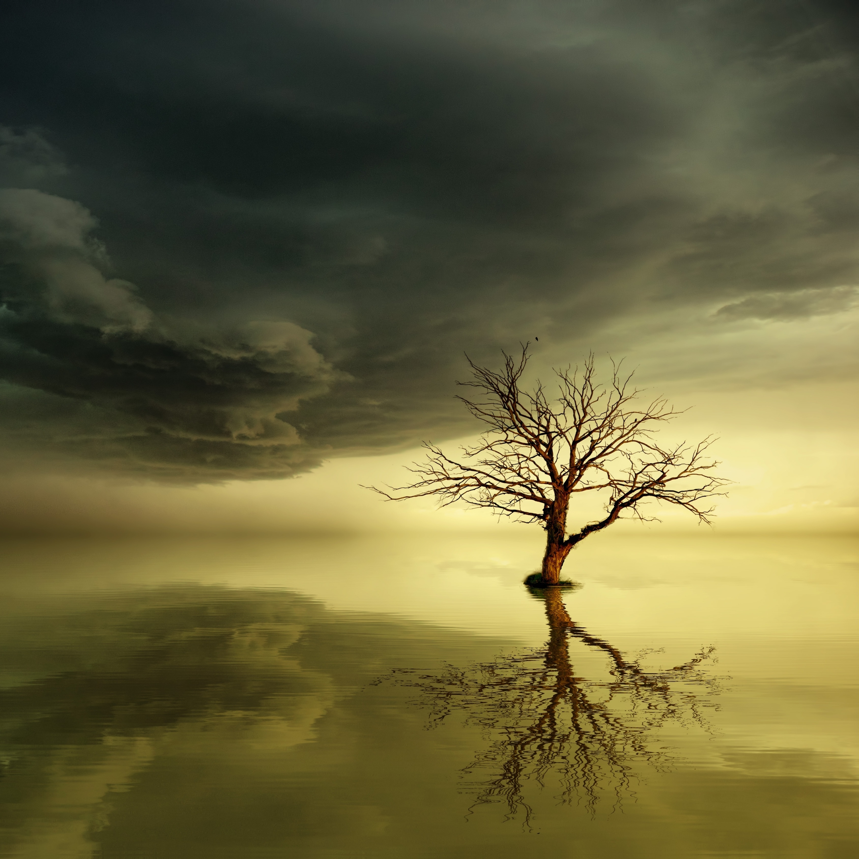 2932x2932 Lonely Dead Tree 5K Ipad Pro Retina Display Wallpaper, HD Nature  4K Wallpapers, Images, Photos and Background - Wallpapers Den