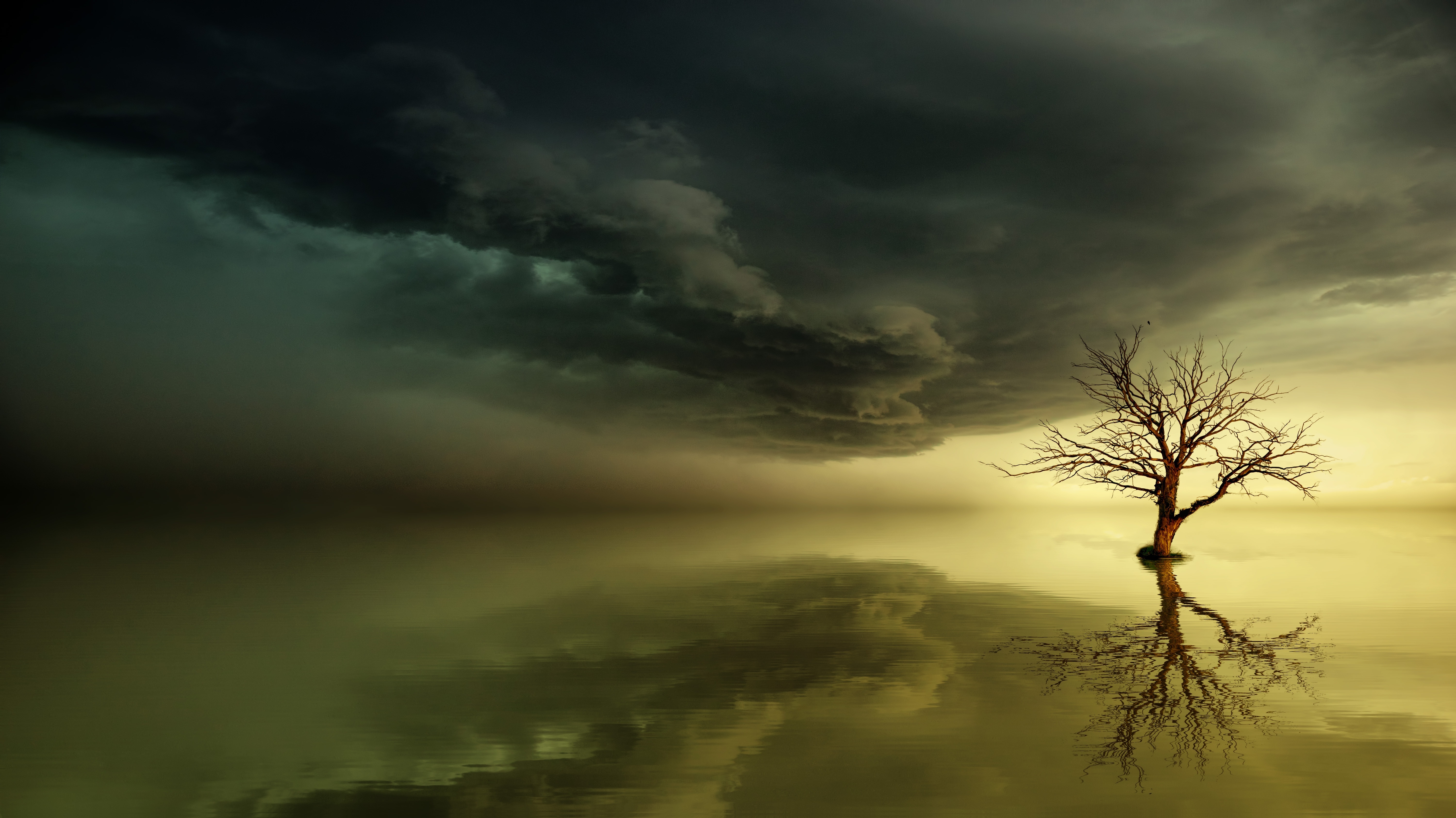 Lonely Dead Tree 5K Wallpaper, HD Nature 4K Wallpapers, Images and  Background - Wallpapers Den