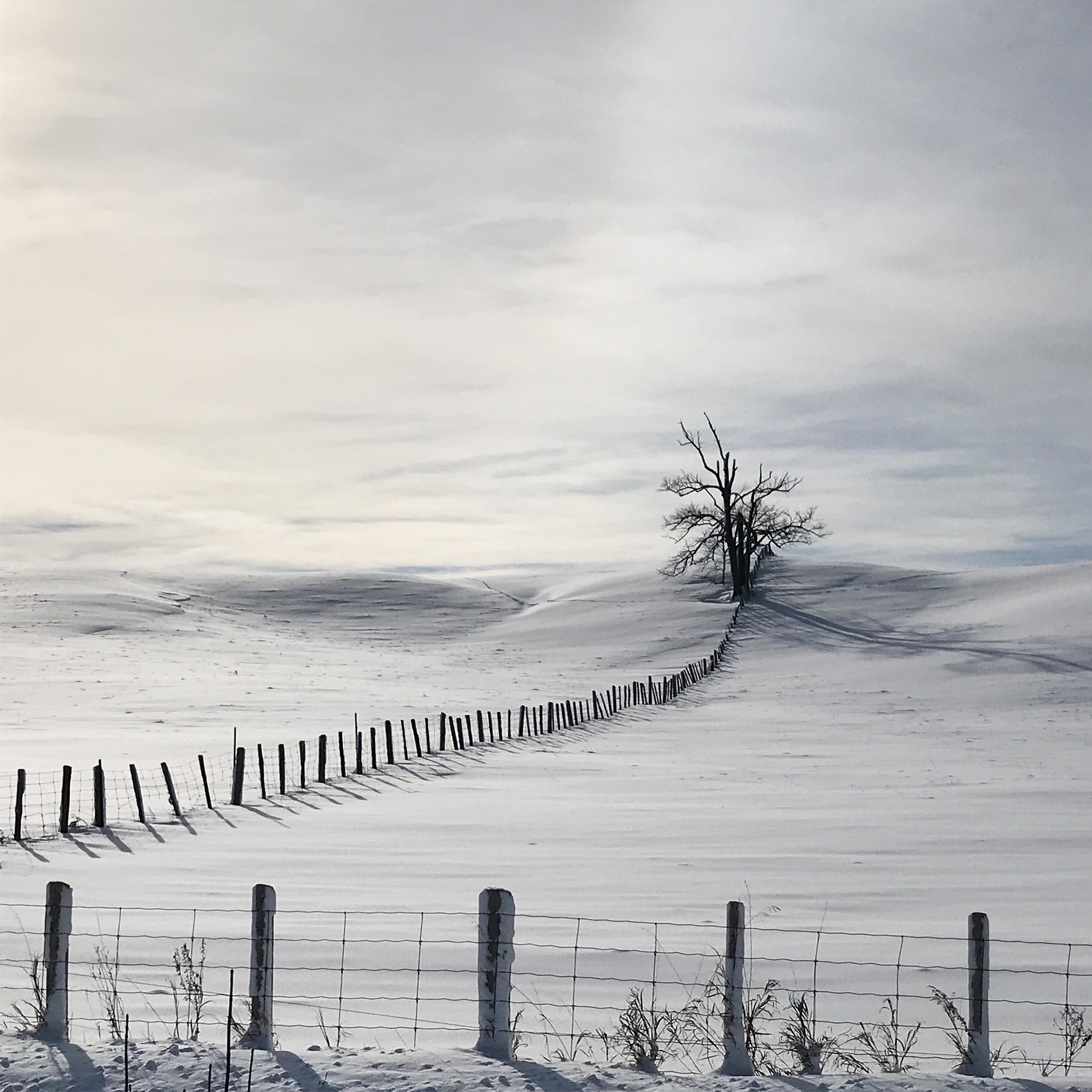 Lonely Tree In Snow Field Wallpaper, HD Nature 4K Wallpapers, Images