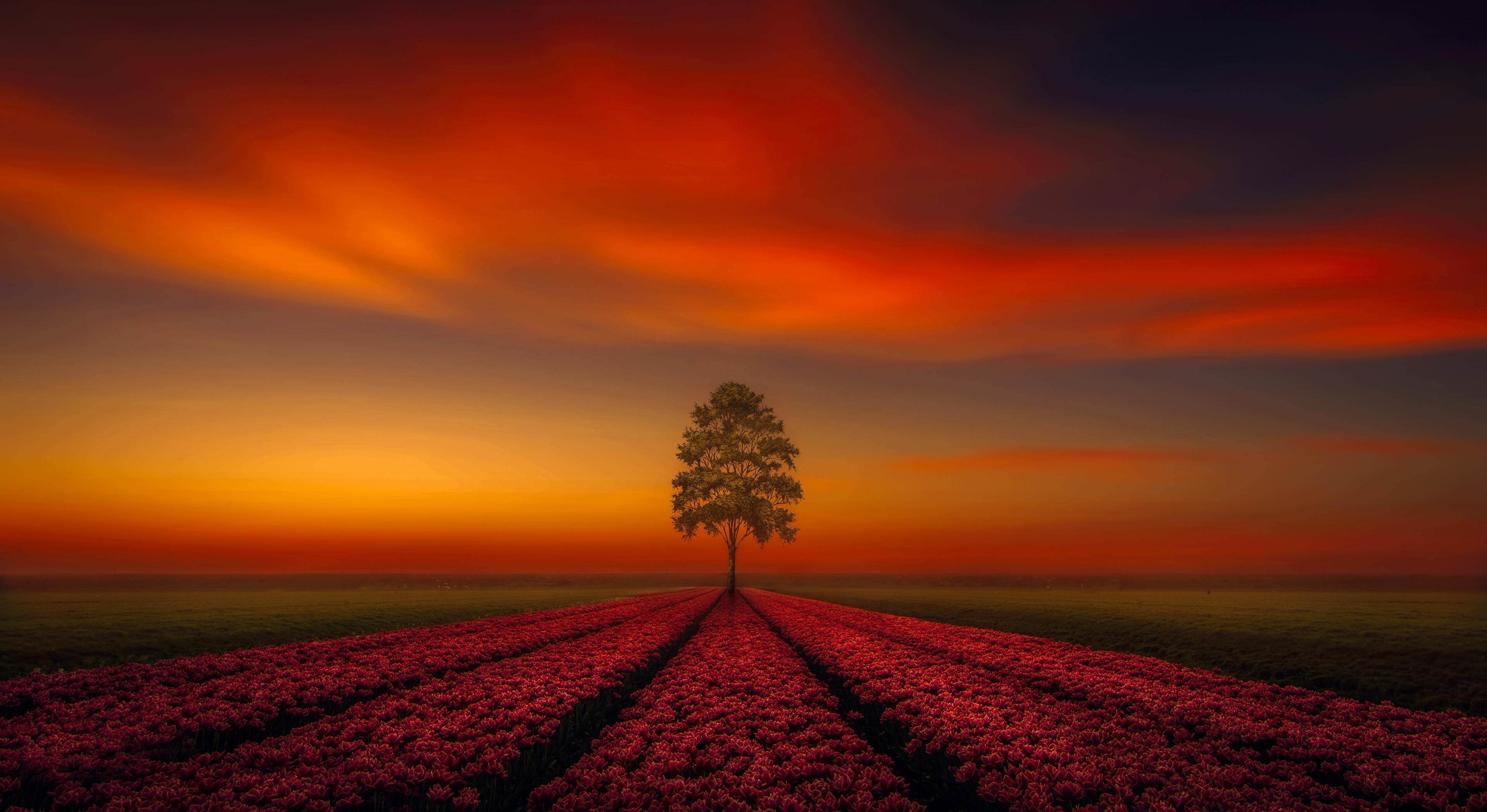Lonely Tree Orange Sky Wallpaper, HD Nature 4K Wallpapers, Images, Photos  and Background - Wallpapers Den