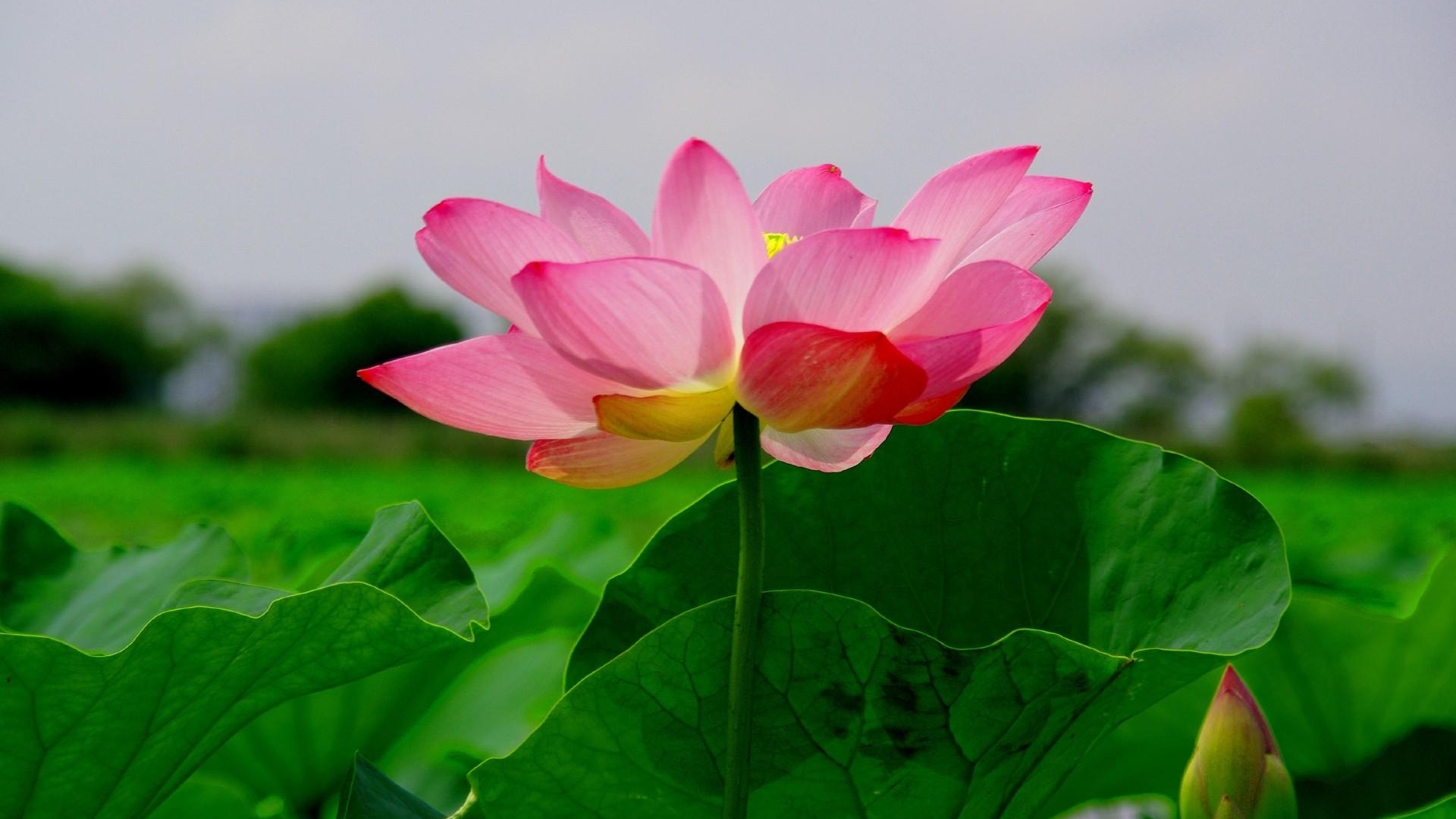 1920x1080 lotus, leaf, green 1080P Laptop Full HD Wallpaper, HD Flowers 4K  Wallpapers, Images, Photos and Background - Wallpapers Den