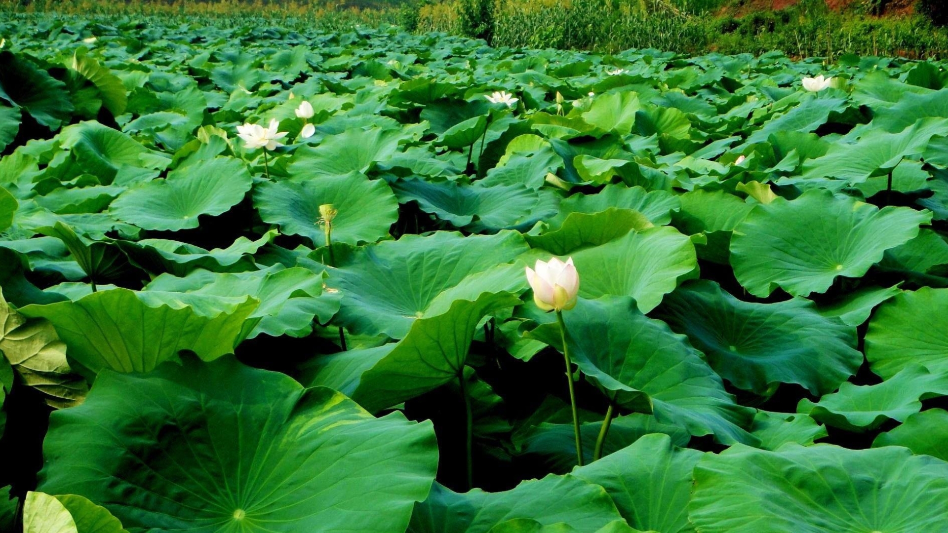 1920x1080 lotus, leaves, many 1080P Laptop Full HD Wallpaper, HD Flowers 4K  Wallpapers, Images, Photos and Background - Wallpapers Den