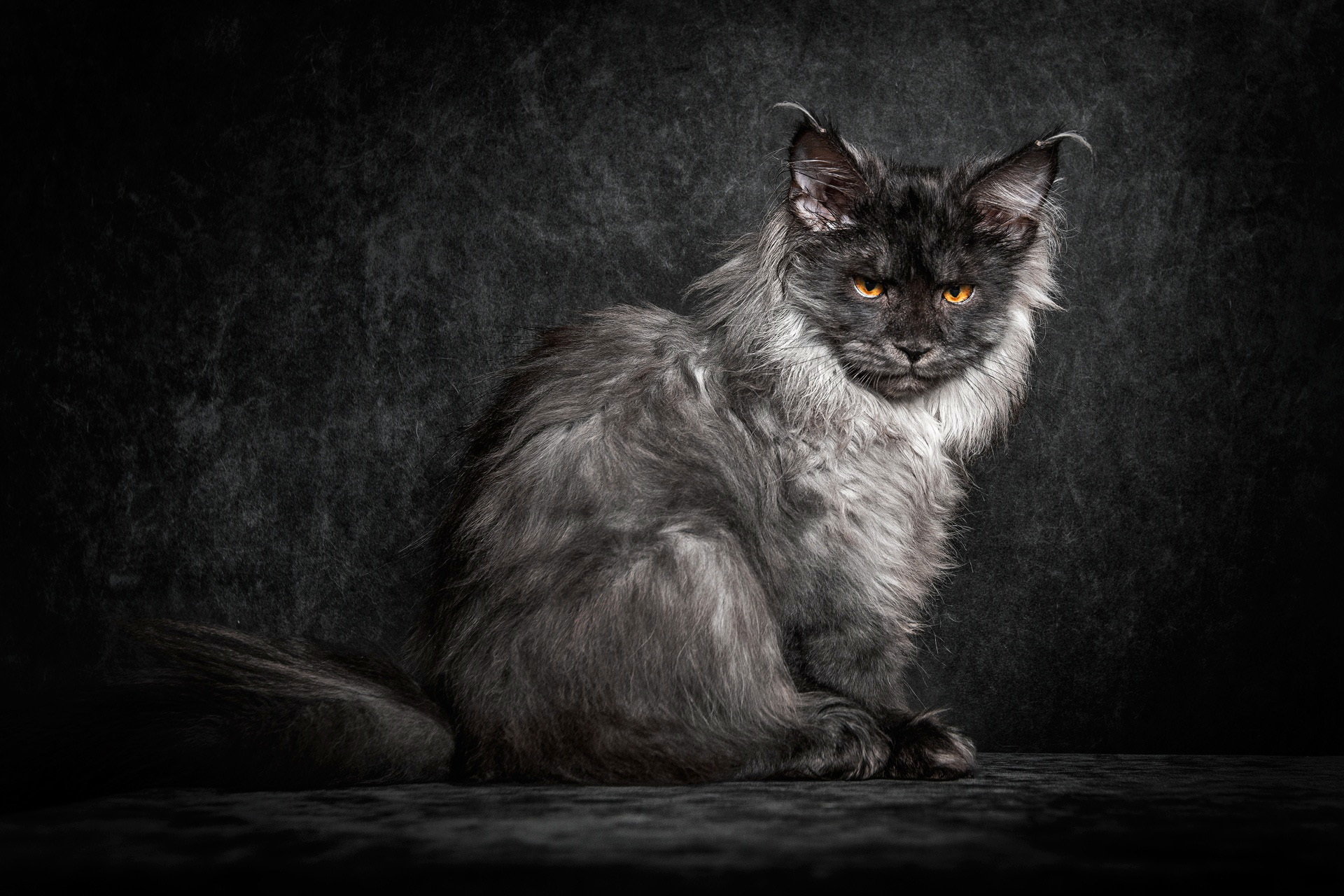 maine coon, cat, black Wallpaper, HD Animals 4K Wallpapers, Images