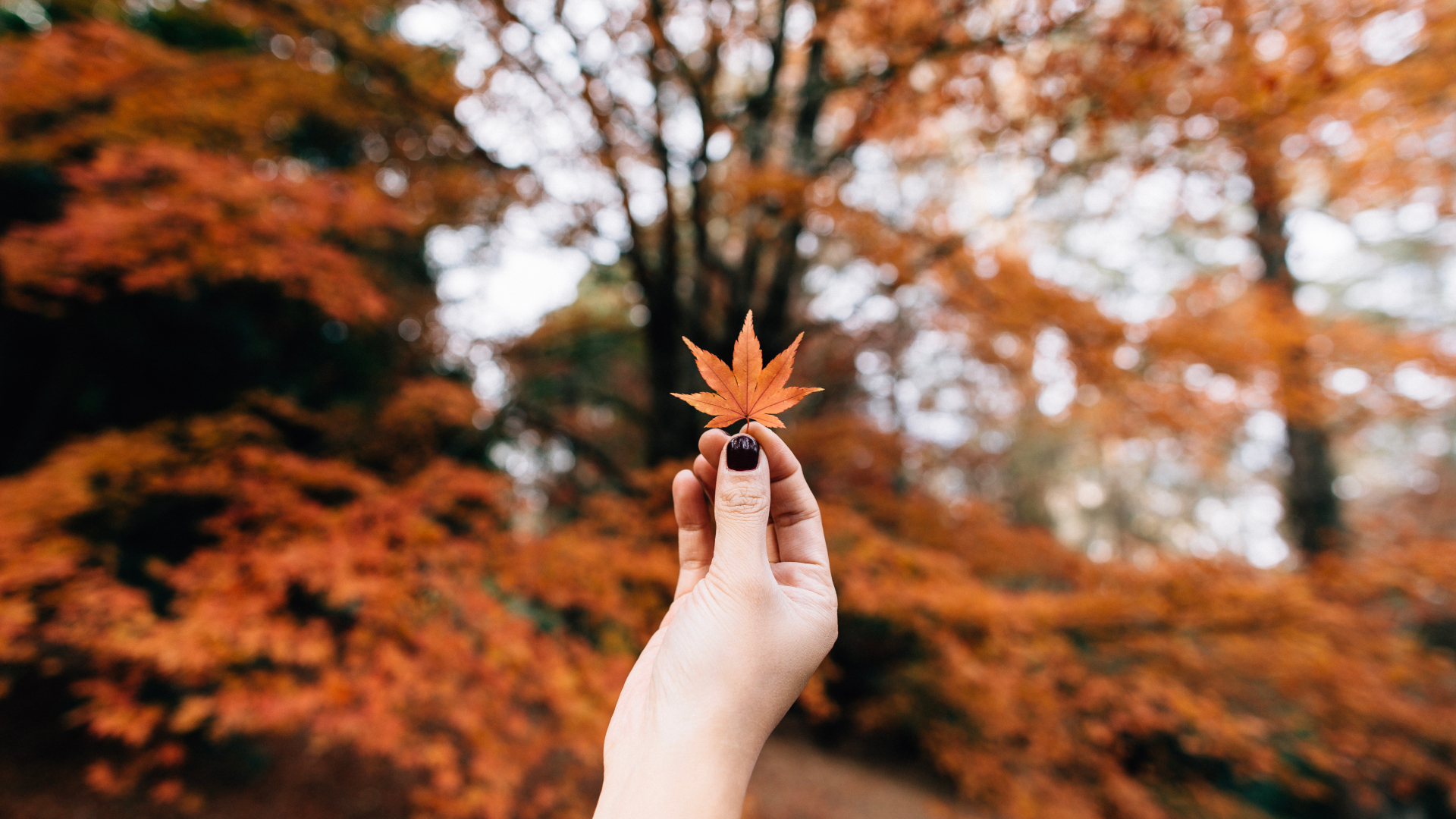 1920x1080 maple, leaf, autumn 1080P Laptop Full HD Wallpaper, HD Nature 4K  Wallpapers, Images, Photos and Background - Wallpapers Den