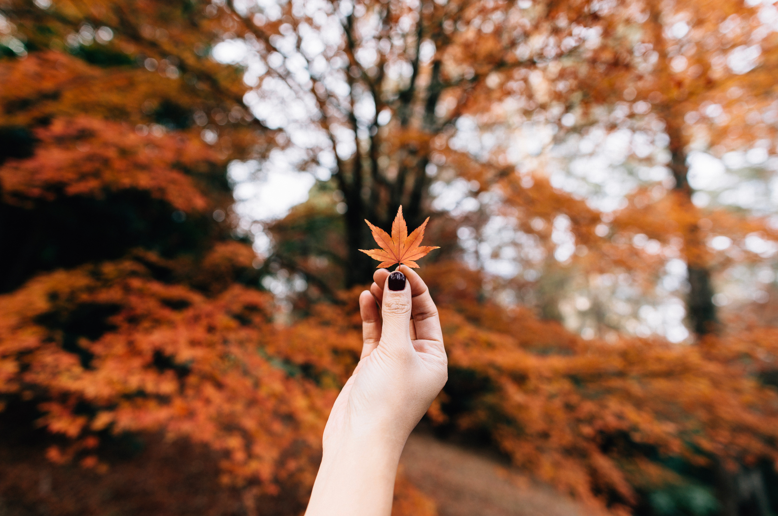 Осень Эстетика листья