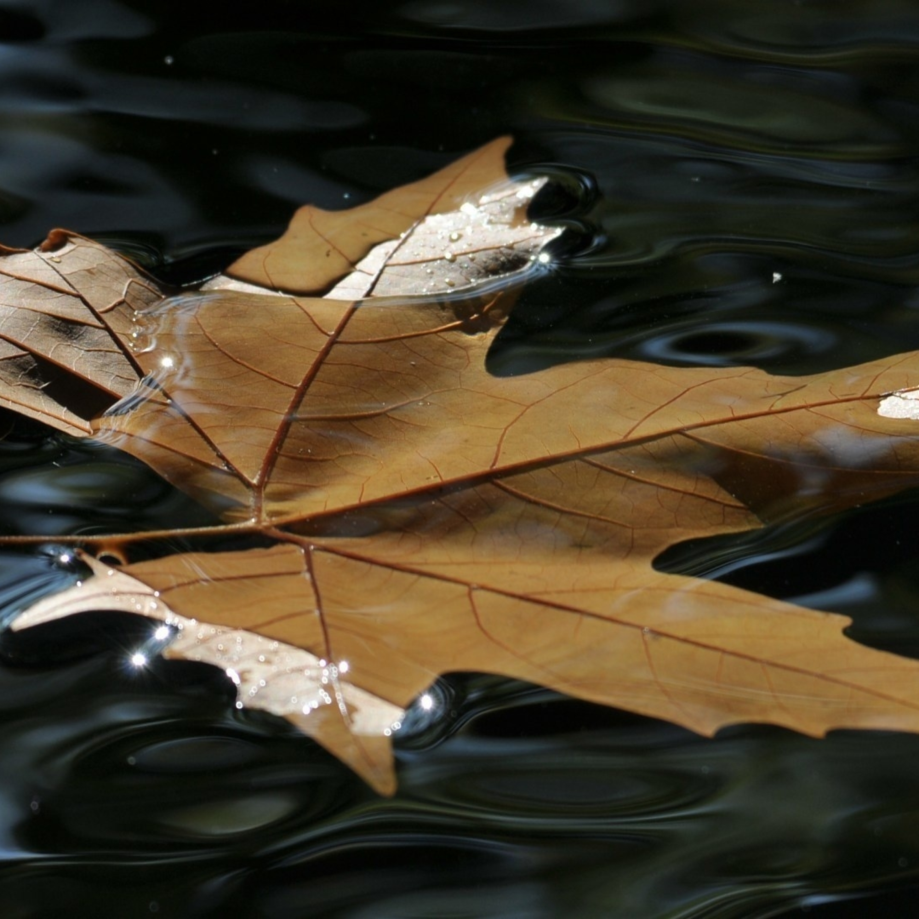 Листья в горячей воде. Листья на воде. Листок на воде. Лист клена в воде. Осенние листья на воде.
