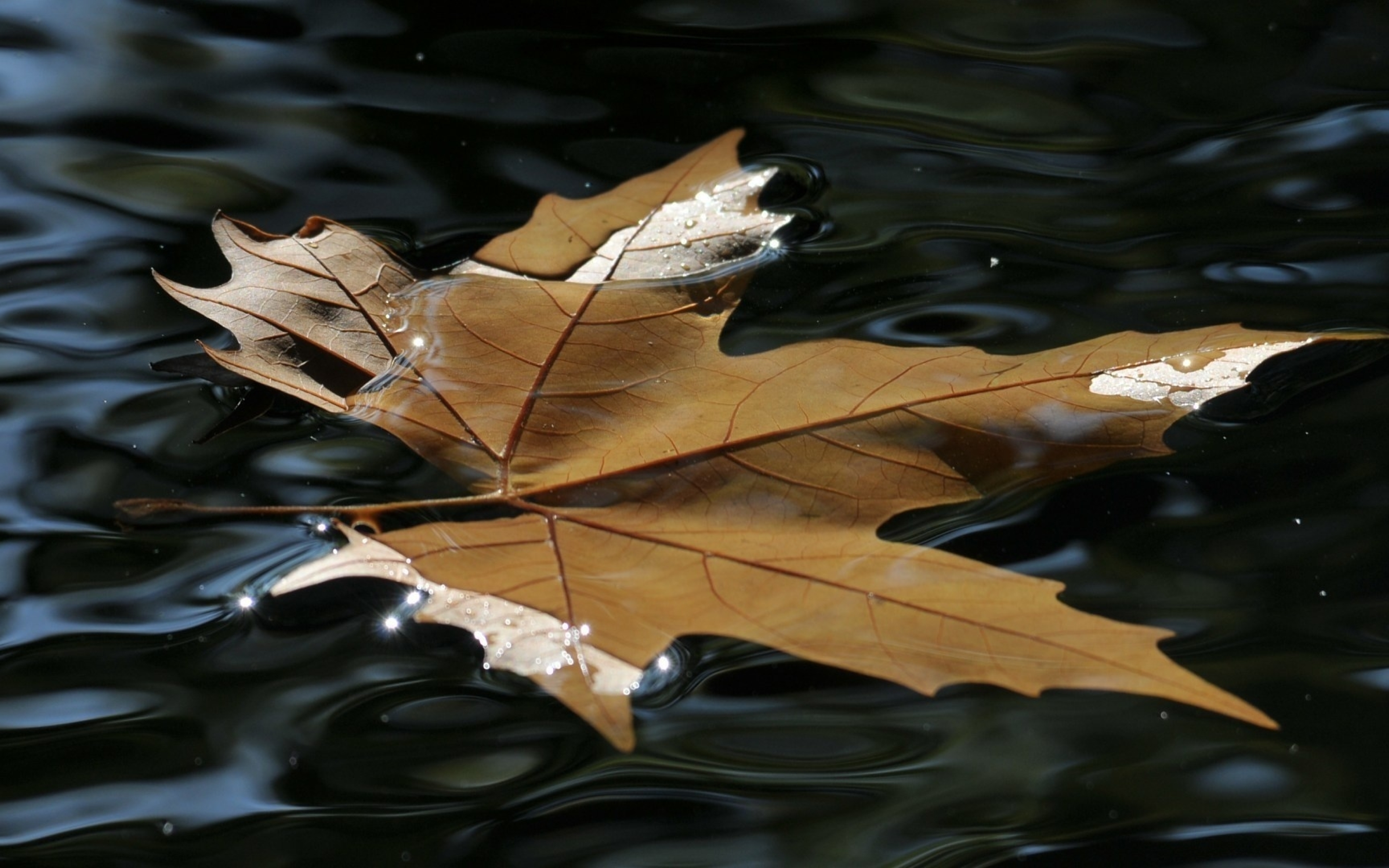 Попав в листья вода с поверхности. Листья на воде. Листья в луже. Осенние листья на воде. Листик на воде.