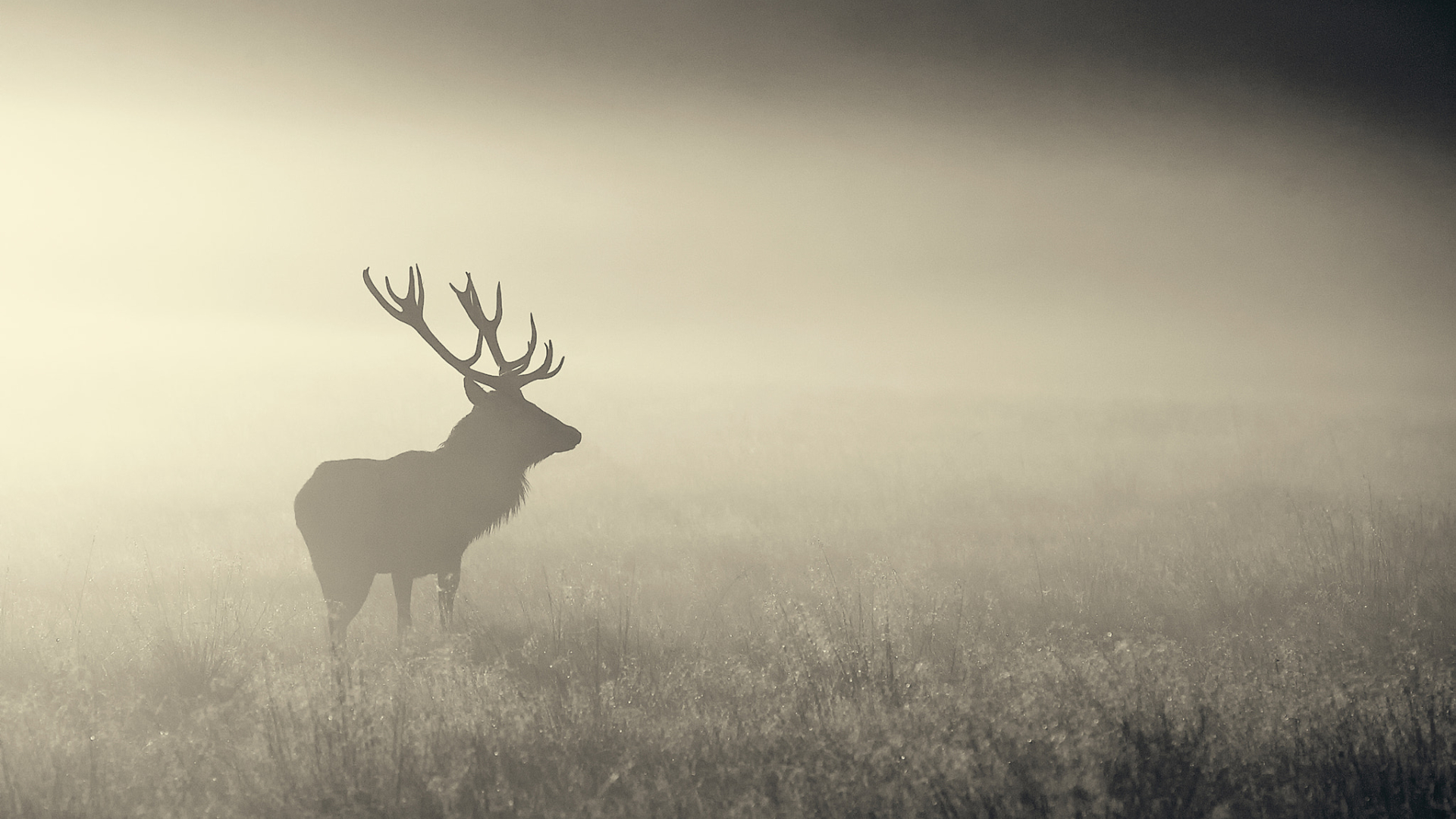 1920x1080 Mist Deer 1080P Laptop Full HD Wallpaper, HD Animals 4K Wallpapers,  Images, Photos and Background - Wallpapers Den