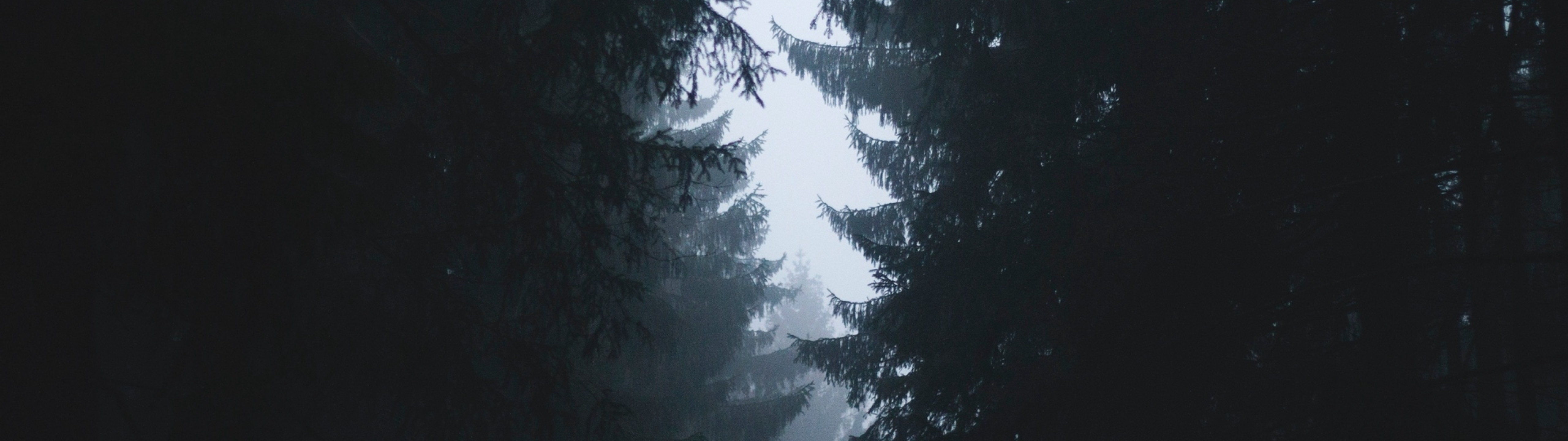 5120x1440 Resolution Misty Forest Photography 2021 5120x1440 Resolution