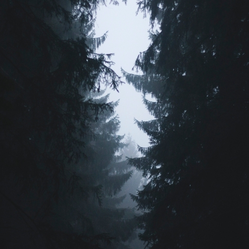 512x512 Resolution Misty Forest Photography 2021 512x512 Resolution ...