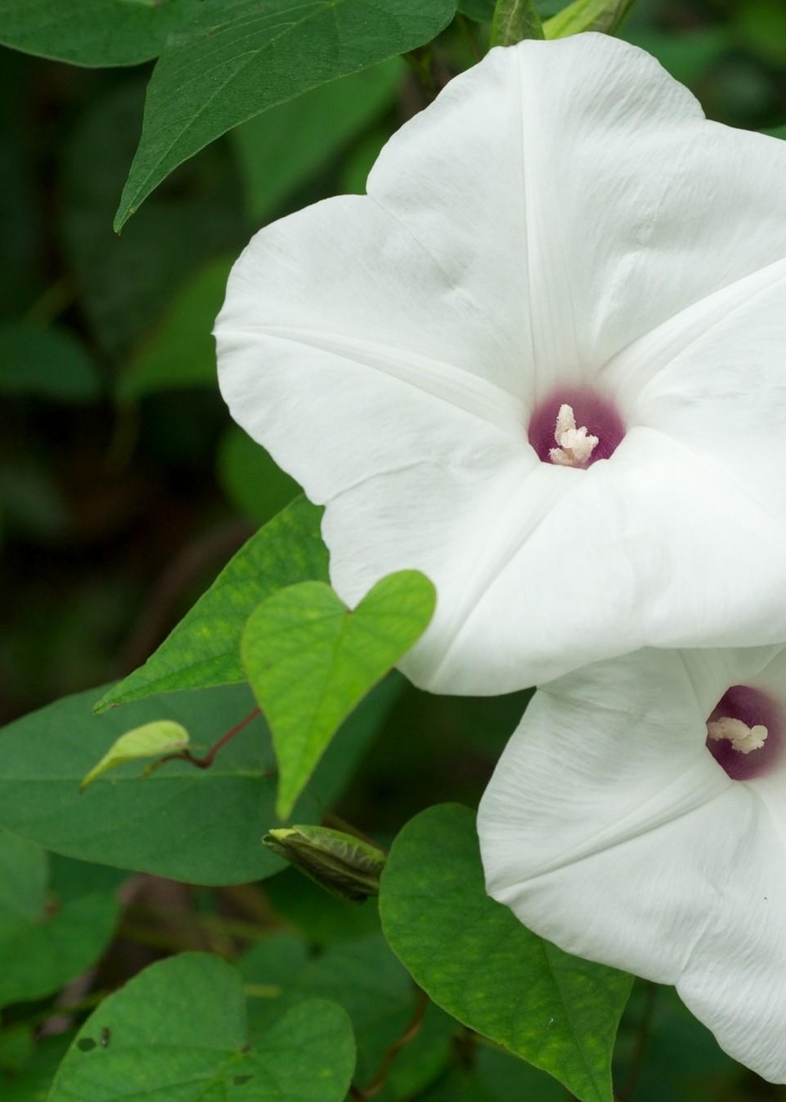 1536x2152 Resolution morning glory, flowers, white 1536x2152 Resolution ...