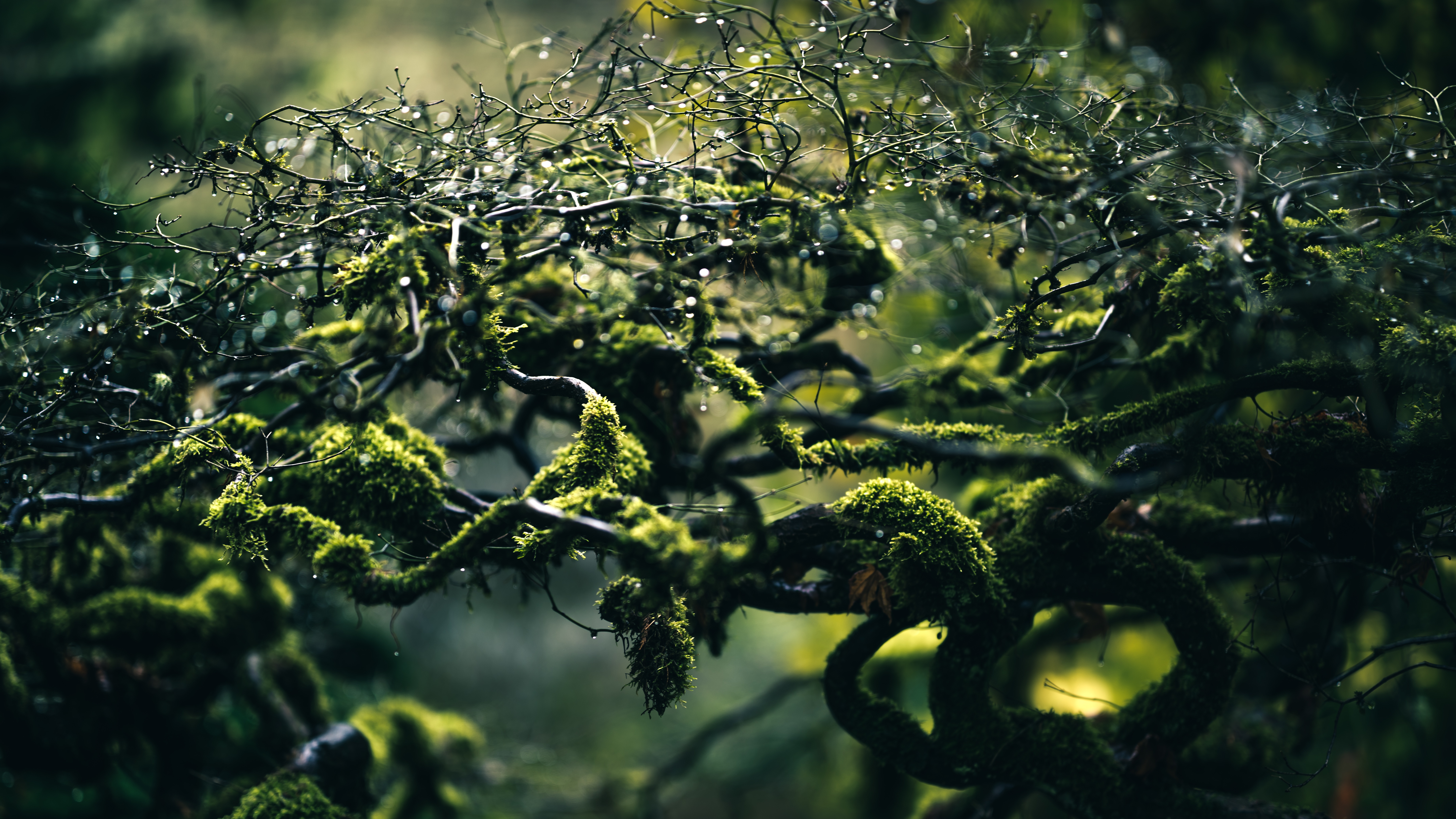 moss, branches, drops Wallpaper, HD Nature 4K Wallpapers, Images