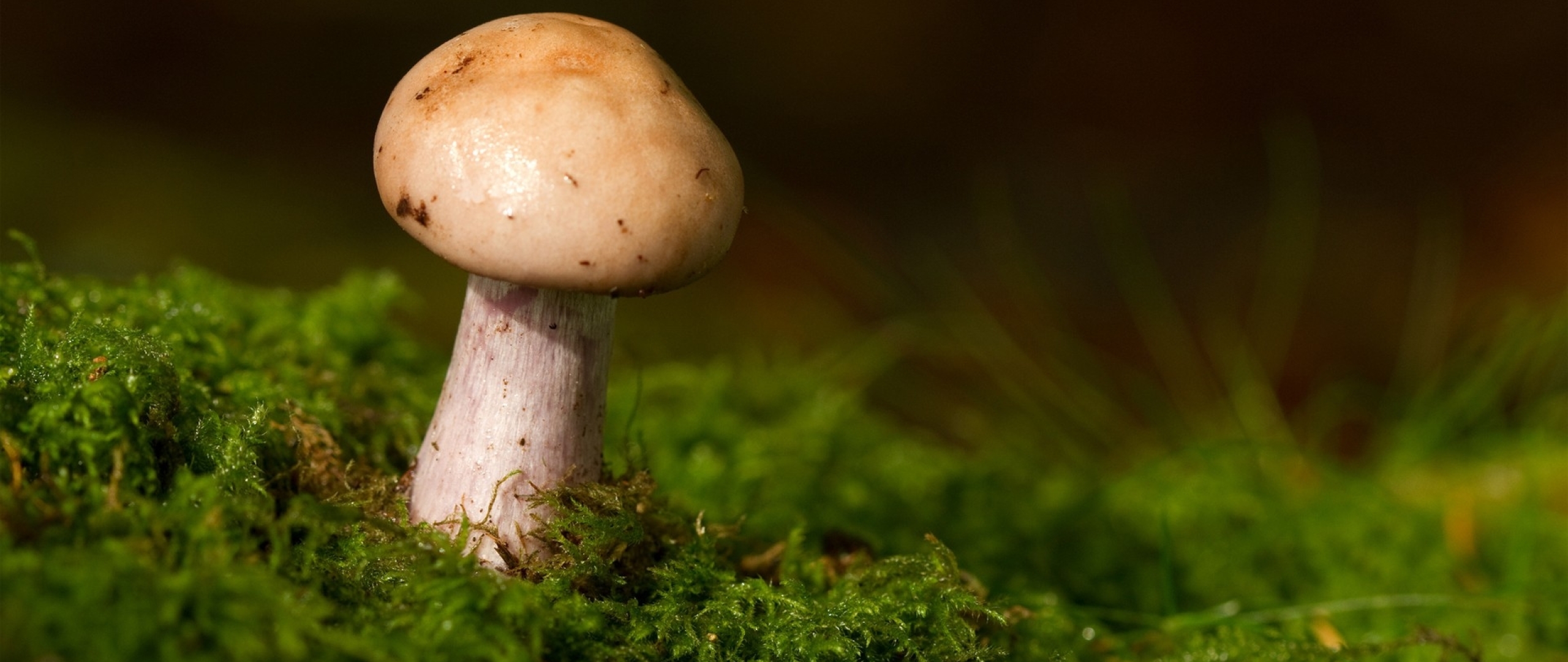 Рена грибов. Подорешник Сахалинский гриб. Маленькие грибы. Обои на рабочий стол грибы. Маленький Беленький гриб.