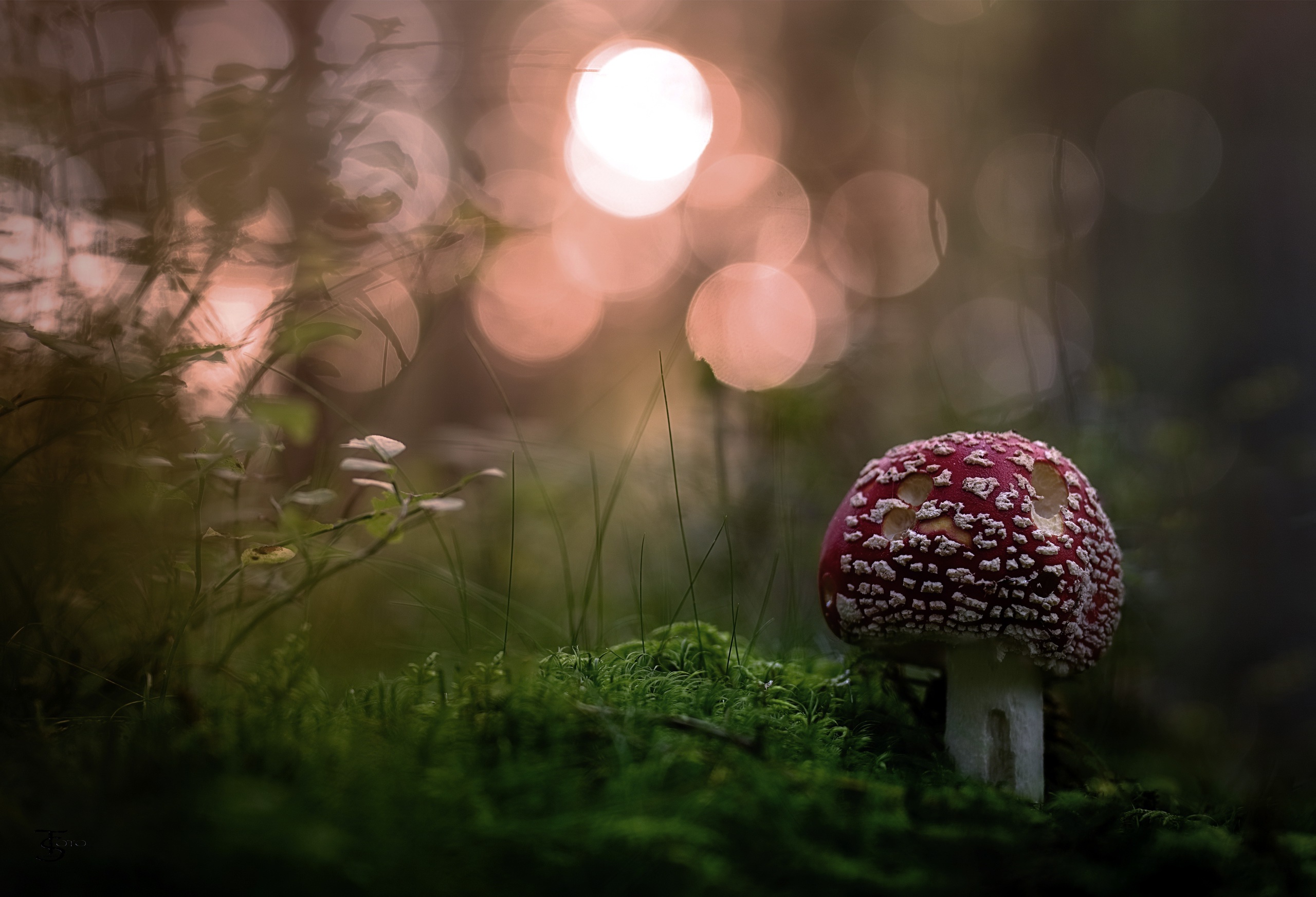Mushroom Wallpaper, HD Nature 4K Wallpapers, Images, Photos and Background