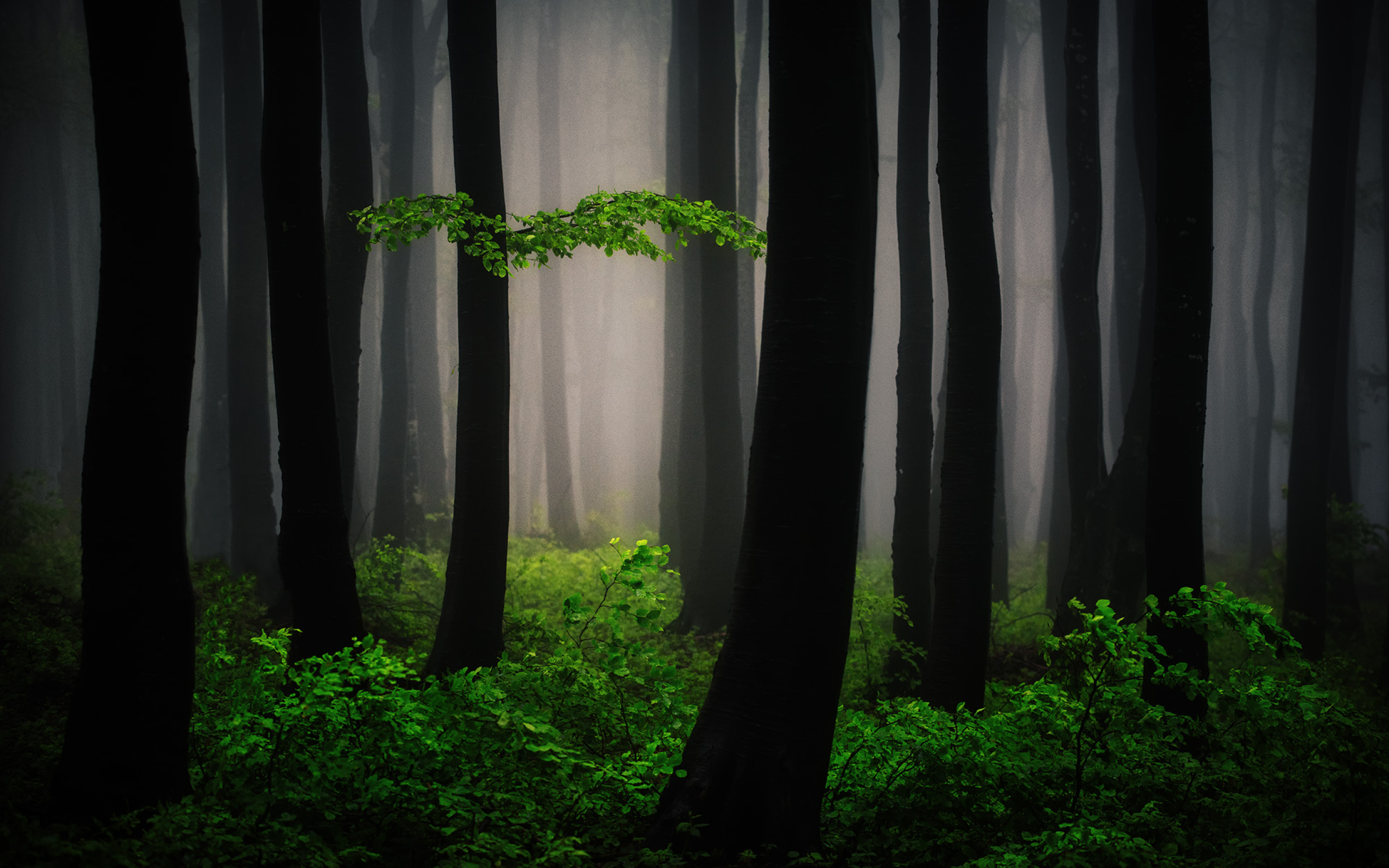 2560x1600 Mysterious Forest Art 2560x1600 Resolution Wallpaper Hd Nature 4k Wallpapers Images Photos And Background