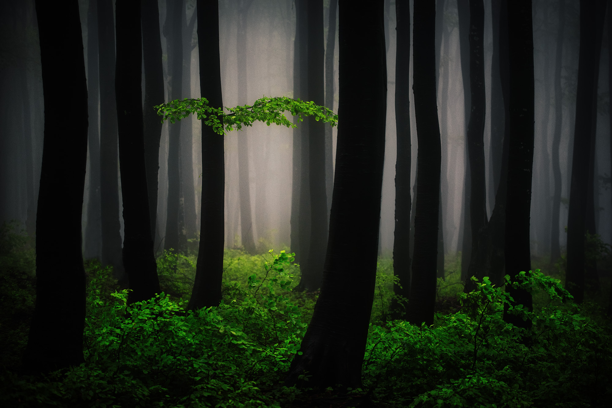 Mysterious Forest Art Wallpaper, HD Nature 4K Wallpapers, Images