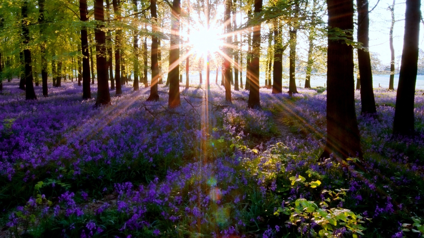 1366x768 Resolution nature, trees, sunlight 1366x768 Resolution ...