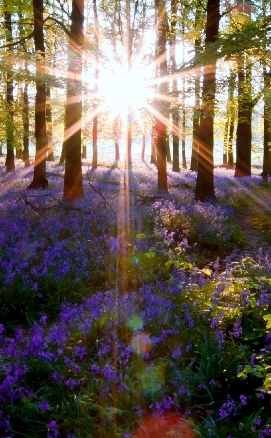 Доброе утро весенний лес. "Солнце в лесу". Солнечный пейзаж. Природа с лучами солнца.