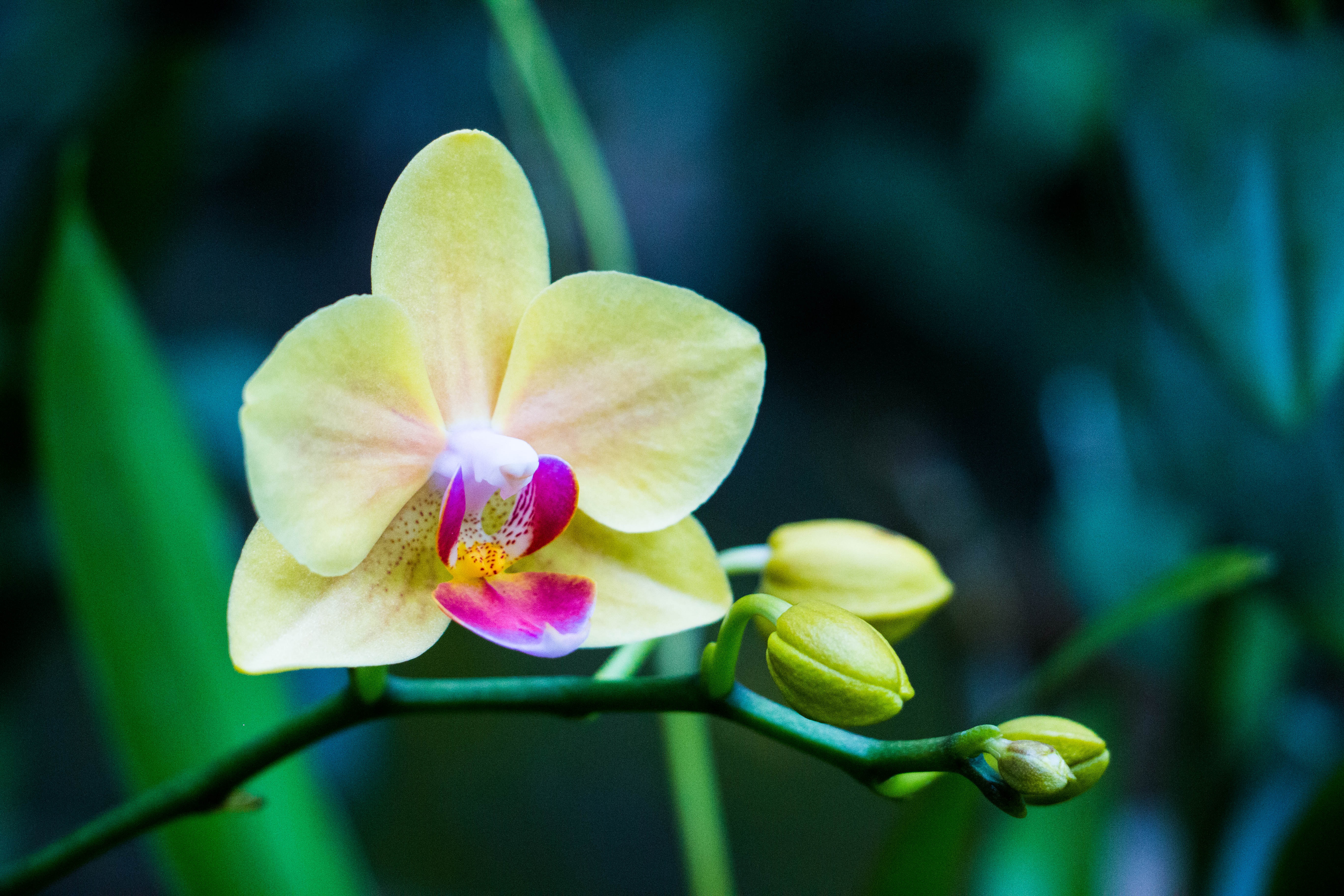 Orchid Flower Bud Wallpaper Hd Flowers 4k Wallpapers Images Photos