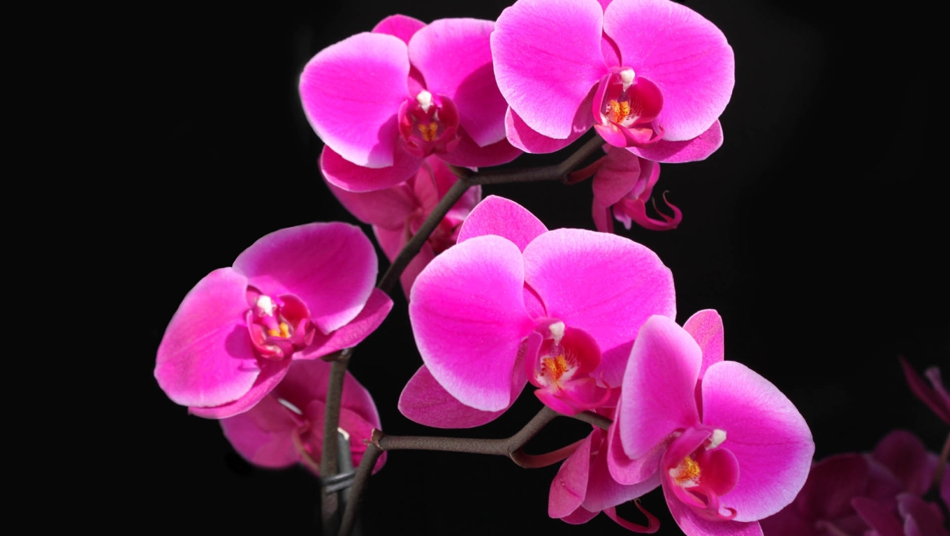 1360x768 orchid, flower, stem Desktop Laptop HD Wallpaper, HD Flowers 4K  Wallpapers, Images, Photos and Background - Wallpapers Den