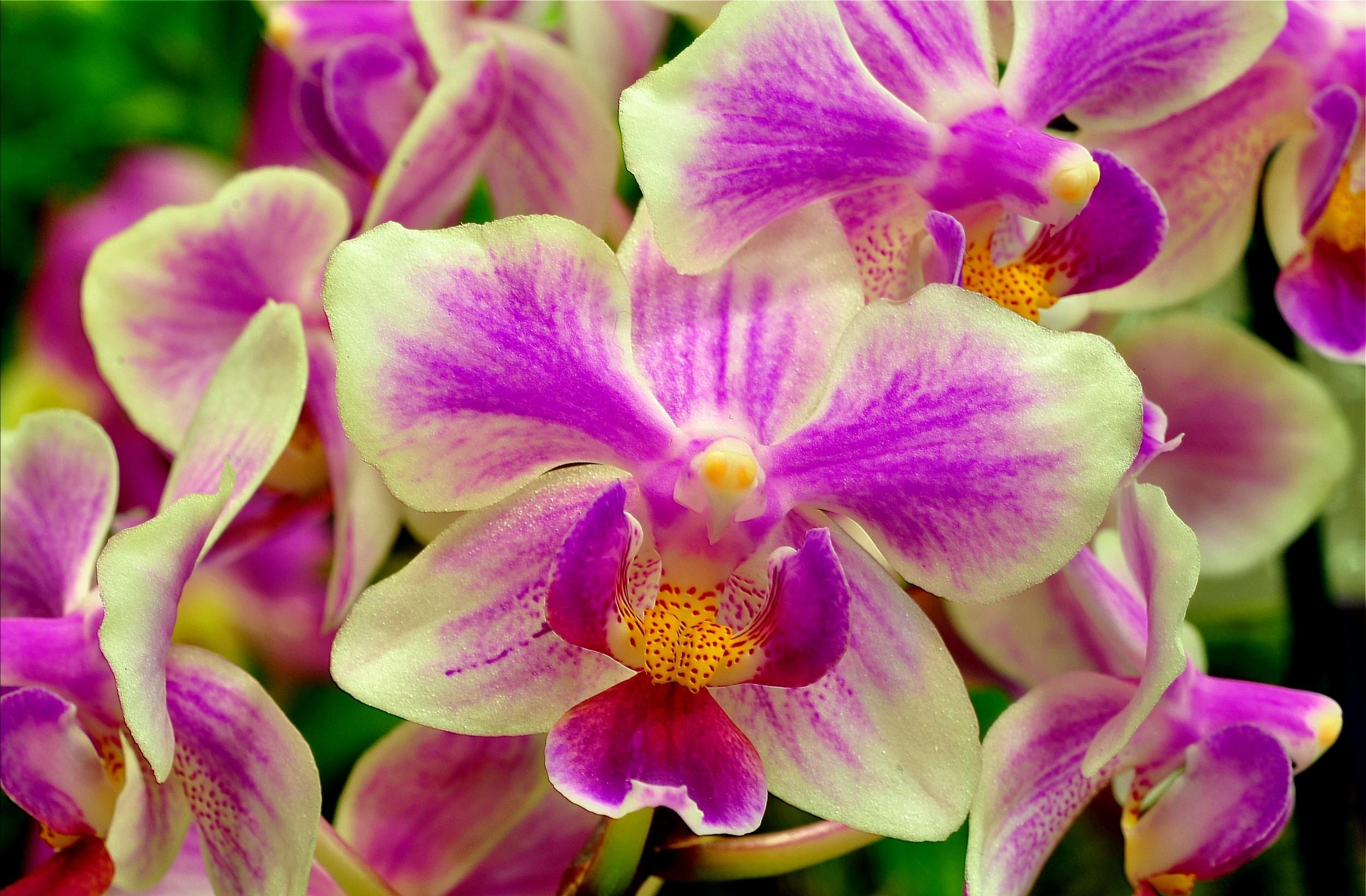 orchid, flower, two-color Wallpaper, HD Flowers 4K Wallpapers, Images ...