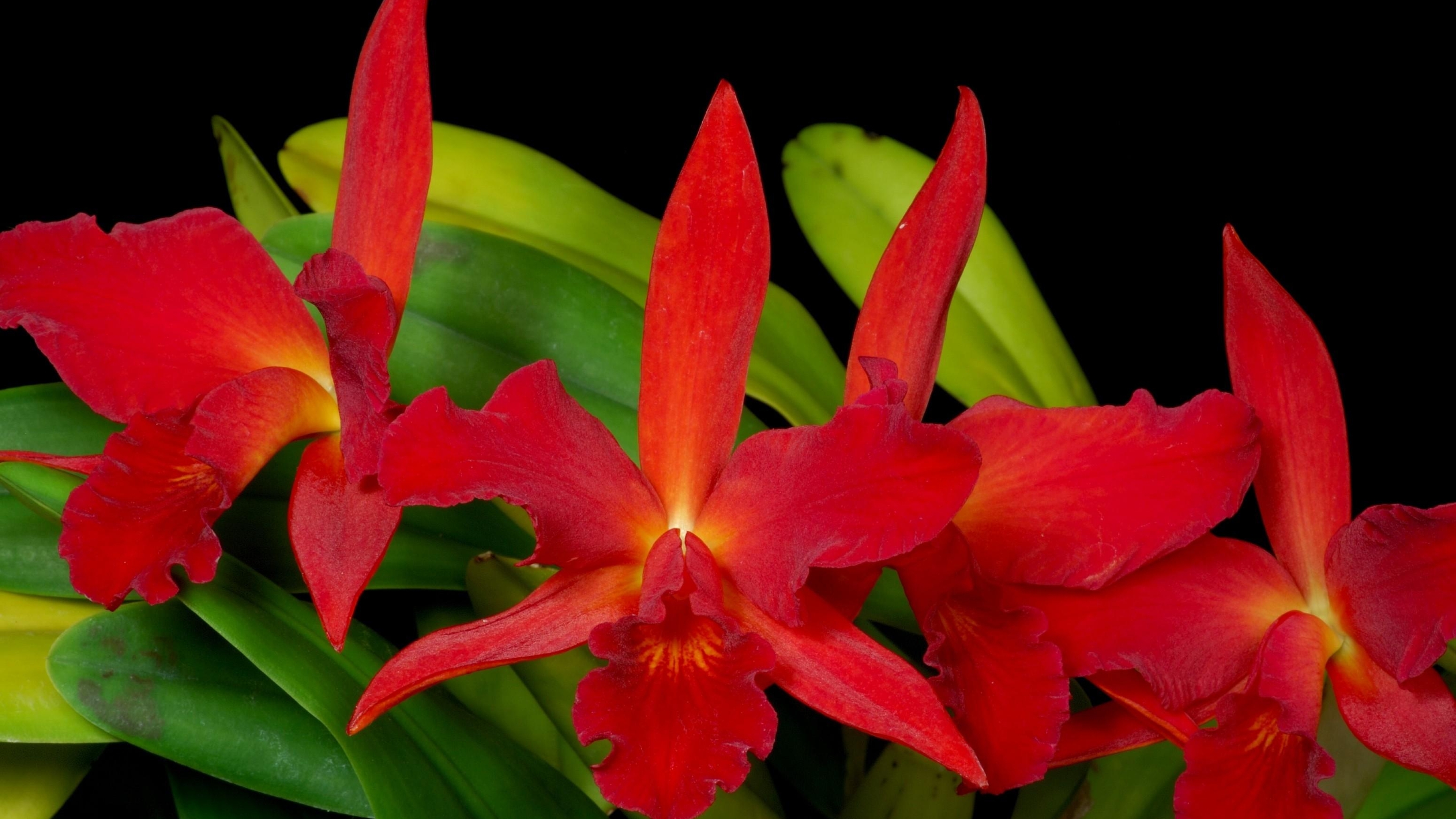 3840x2160 Resolution orchids, flowers, red 4K Wallpaper - Wallpapers Den