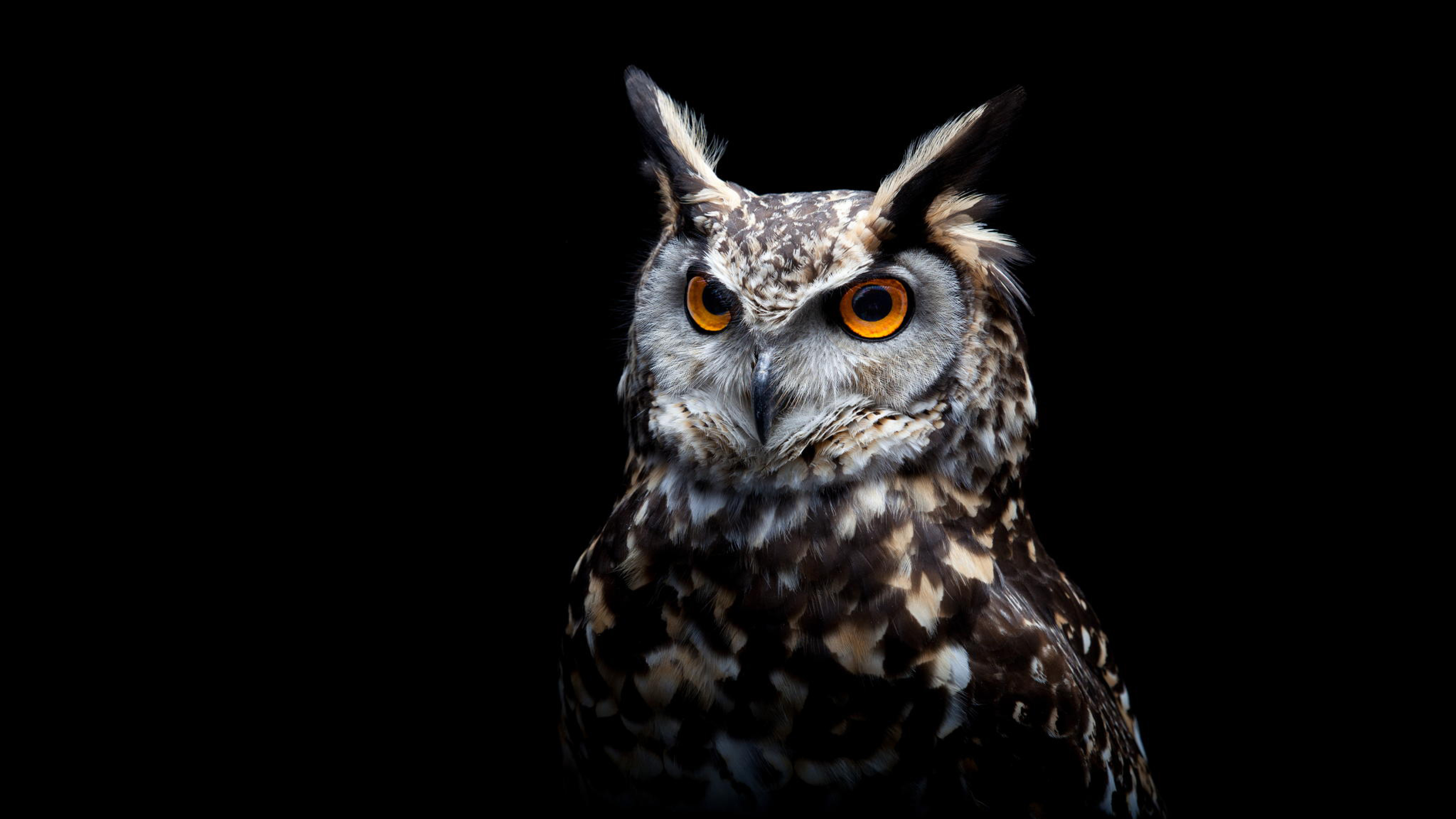 Owl Dark Background, Full HD 2K Wallpaper