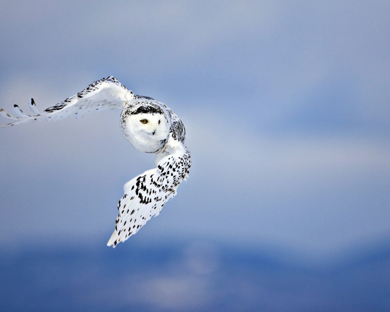 Owl, Flying, Bird, Full HD 2K Wallpaper