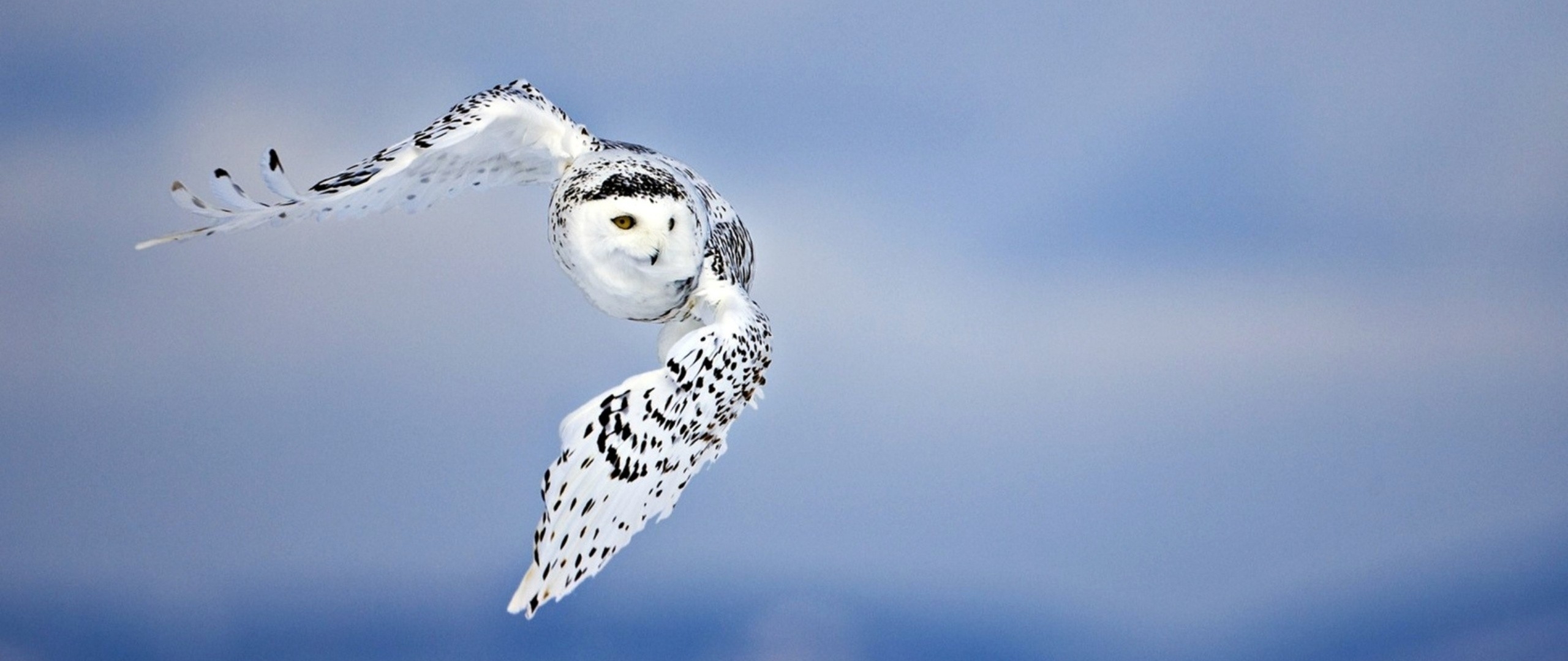 2560x1080 owl, flying, bird 2560x1080 Resolution Wallpaper, HD Animals ...