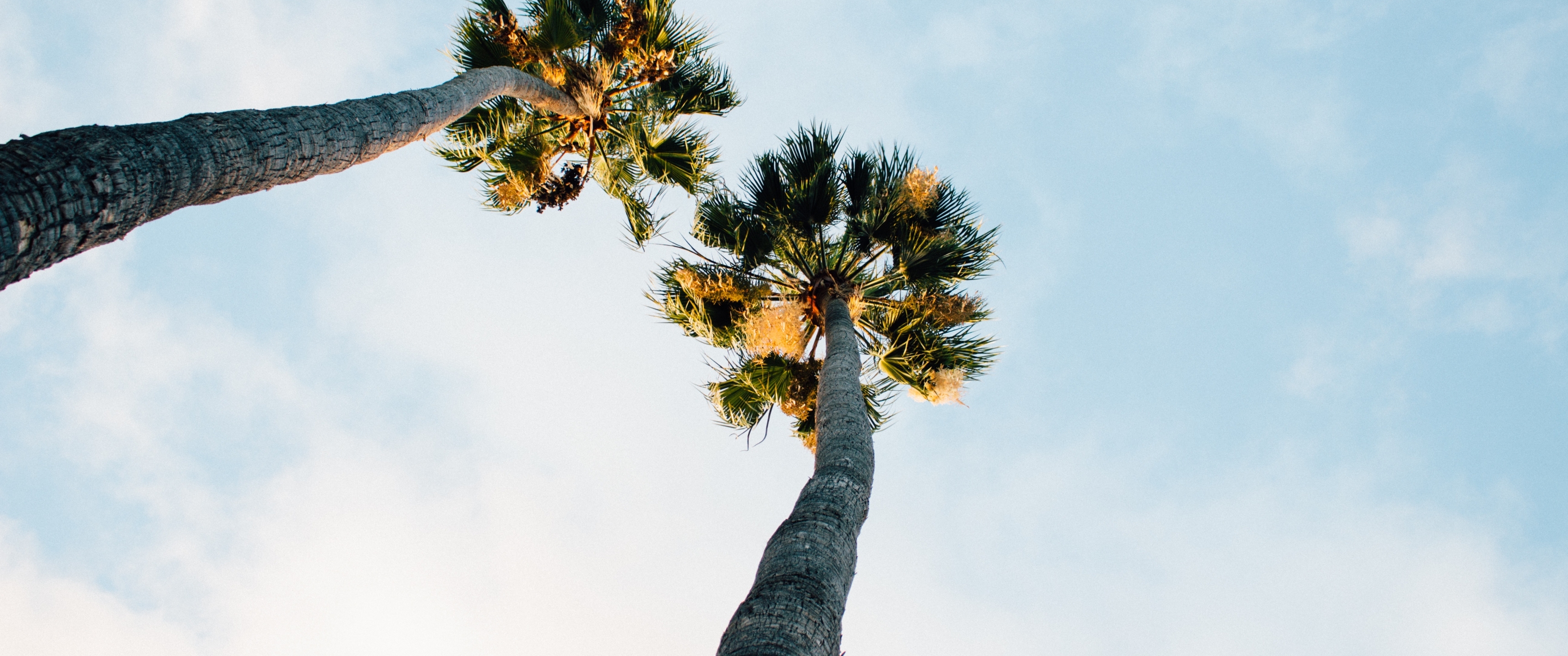 3440x1440-resolution-palm-trees-sky-clouds-3440x1440-resolution