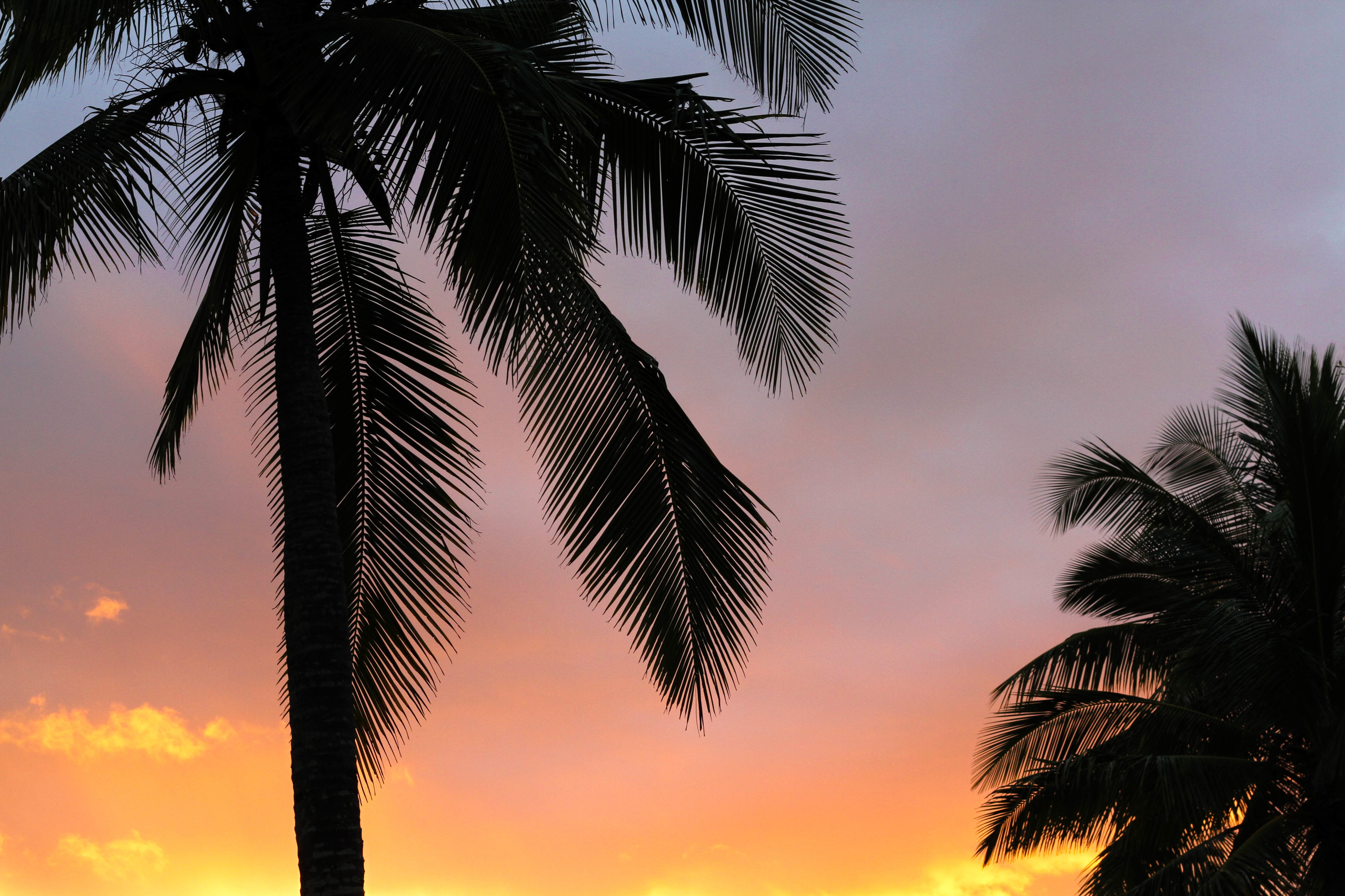 palms, sunset, branches Wallpaper, HD Nature 4K Wallpapers, Images