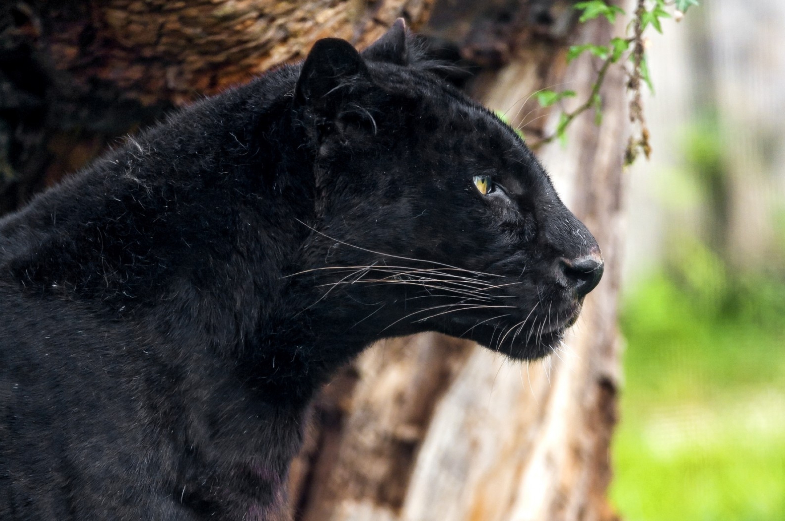 Черный зверь 1. Дымчатый леопард меланист. Черная пантера Ягуар меланист. Пума Ягуар пантера. Пума меланист.