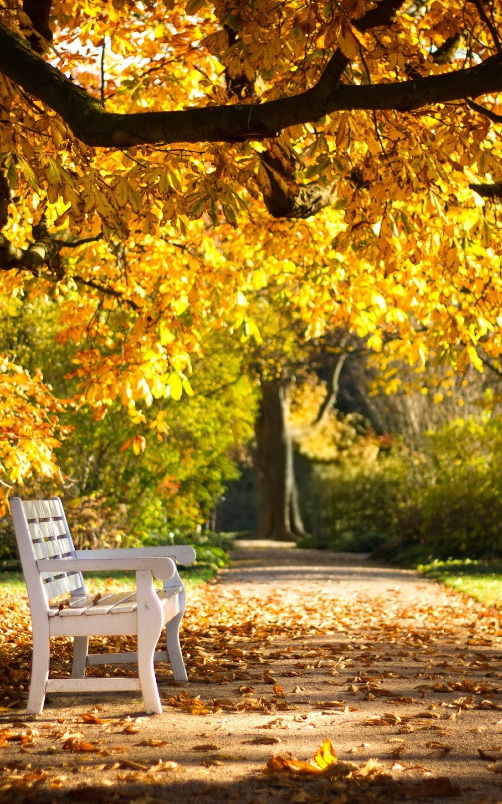 1600x2560 park, bench, foliage 1600x2560 Resolution Wallpaper, HD Nature 4K  Wallpapers, Images, Photos and Background - Wallpapers Den