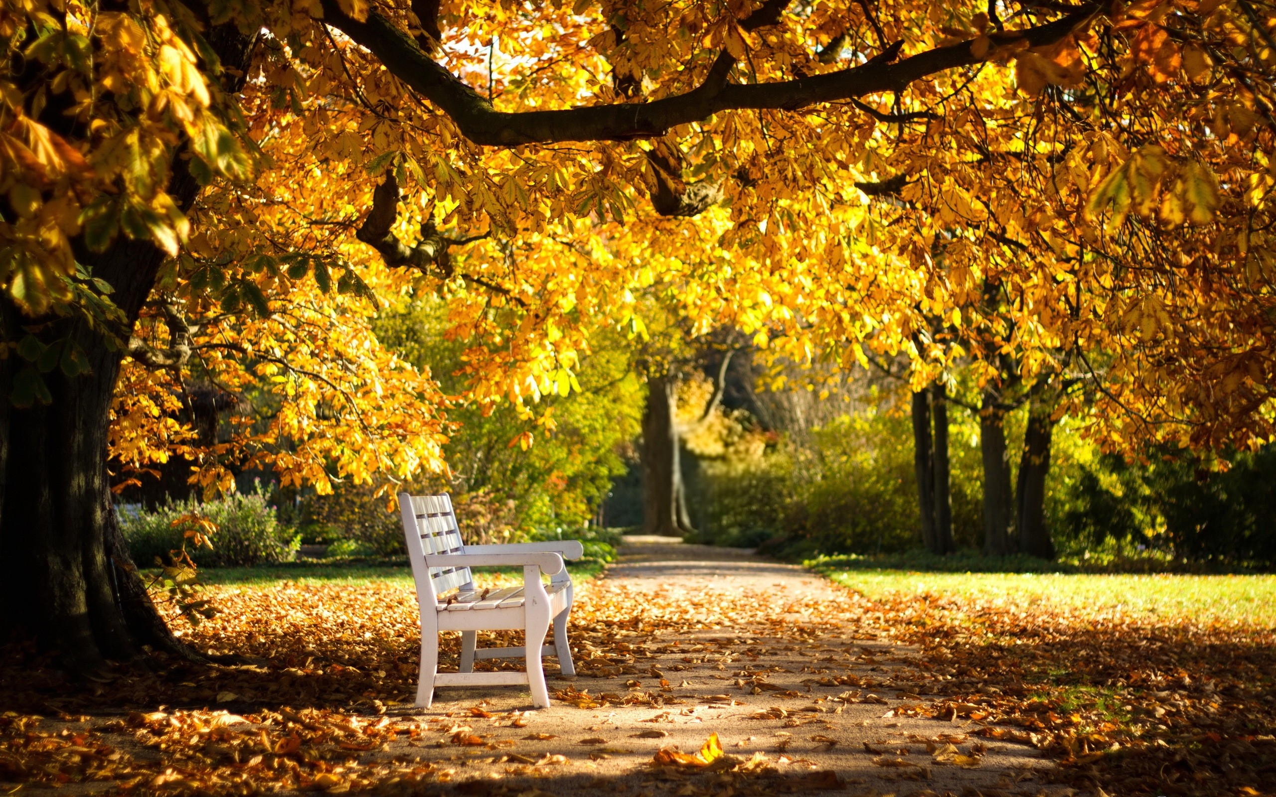 park, bench, foliage Wallpaper, HD Nature 4K Wallpapers, Images, Photos and  Background - Wallpapers Den