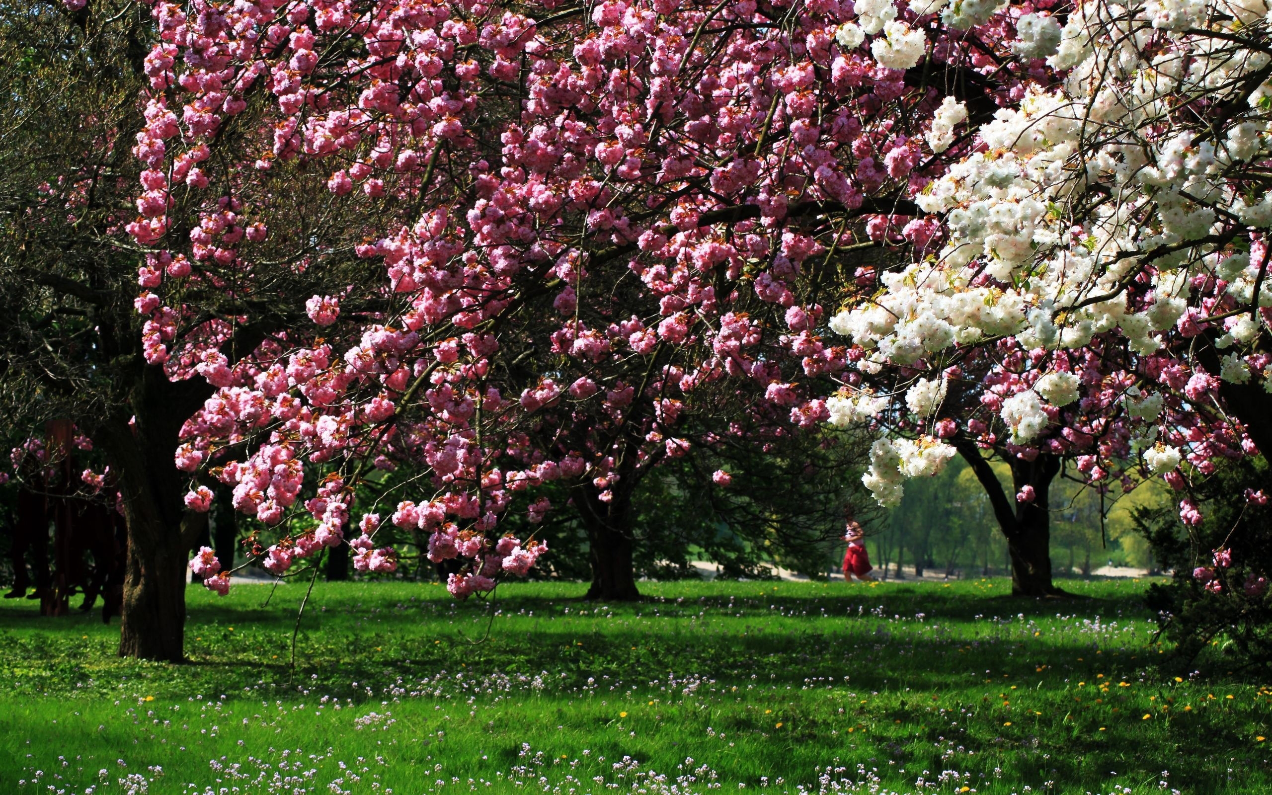 park, flowering, trees Wallpaper, HD Nature 4K Wallpapers, Images