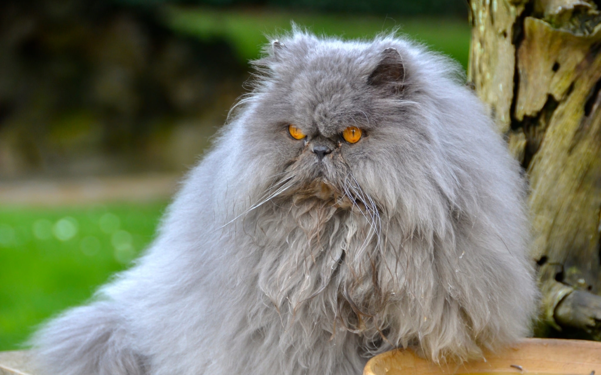 persian cat, cat, furry Wallpaper, HD Animals 4K Wallpapers, Images and Background - Wallpapers Den