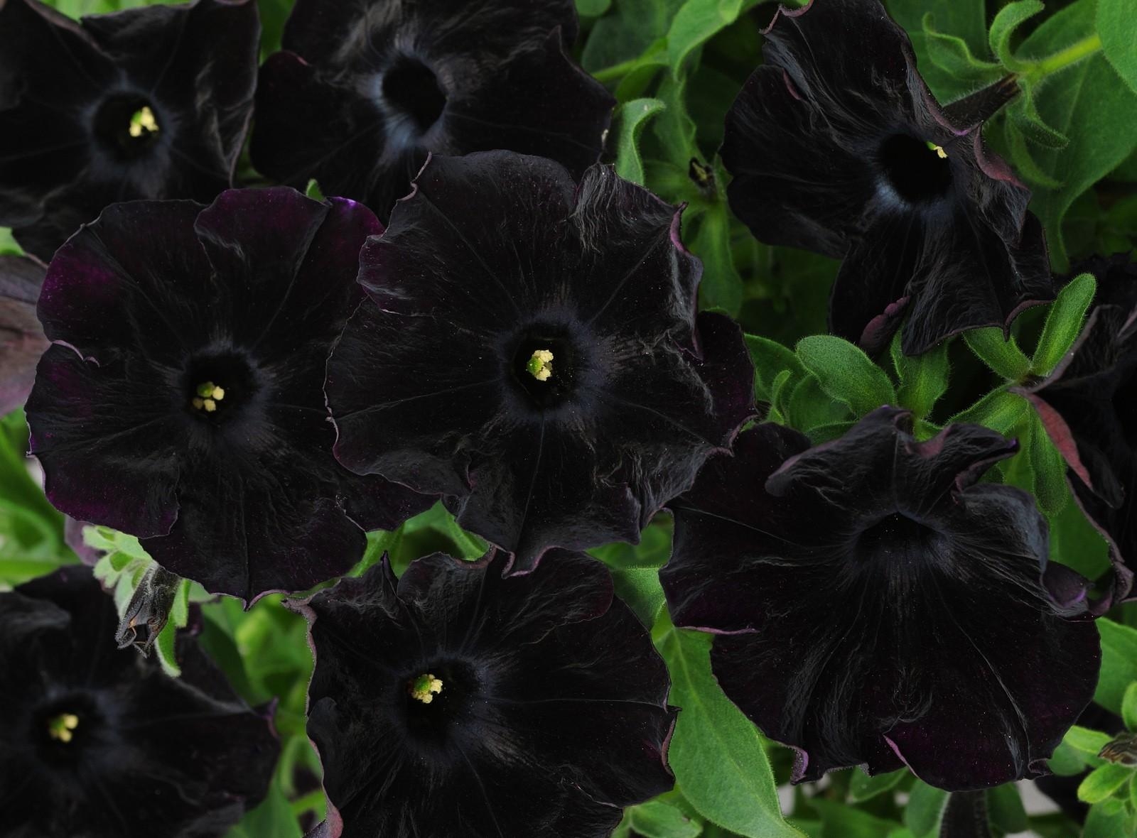 Black Wallpaper With Flowers