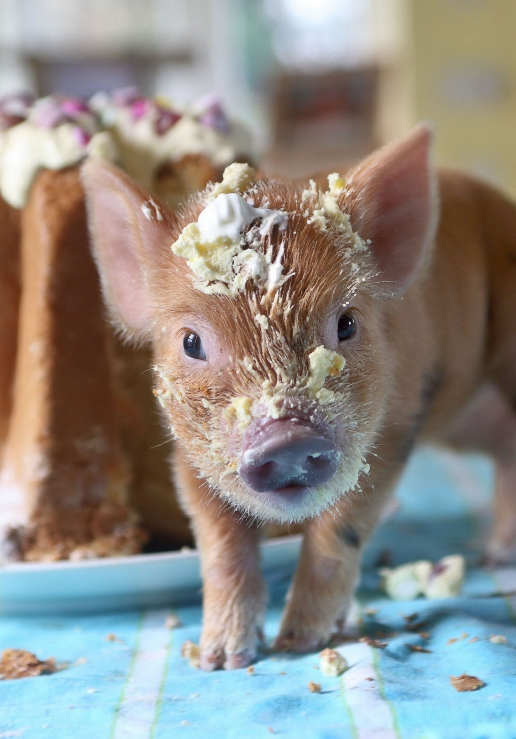 Поросенок плюх слушать. Mini Pig Ричард. Крошечный поросенок. Маленькие поросятки.