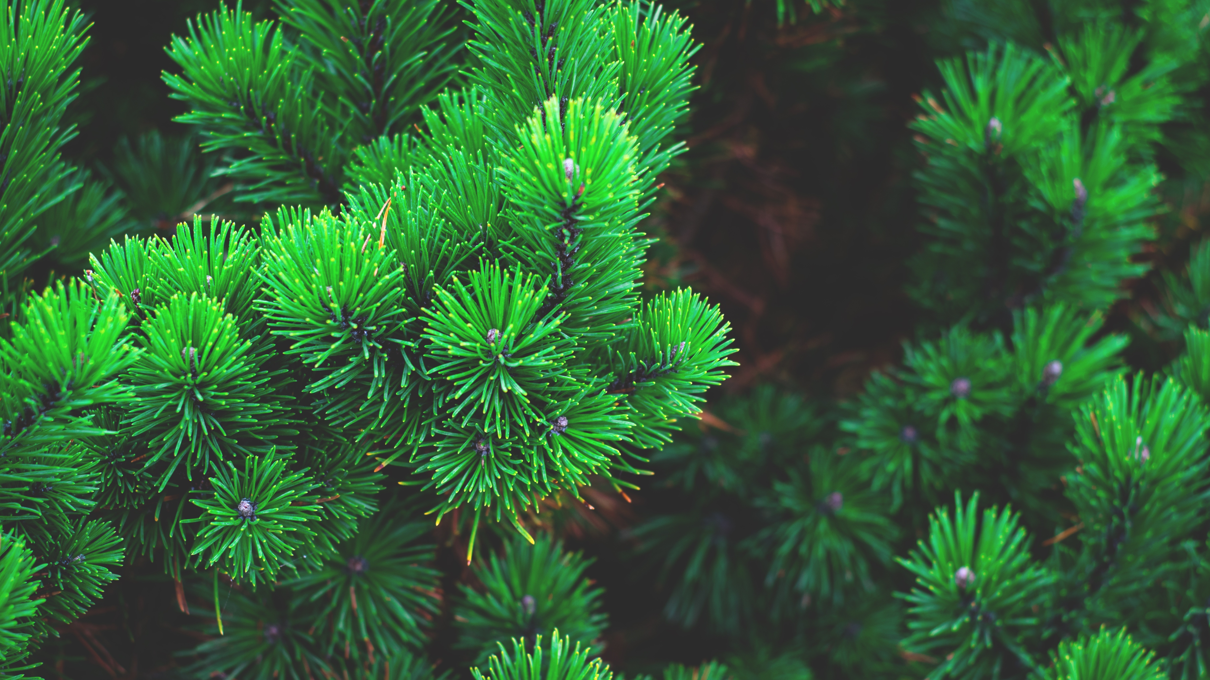 Четыре зеленых ели. Pinus елка пихта зелено/голубая 2.7. Ель и пихта иголки. Датская пихта. Хвойная ветка.