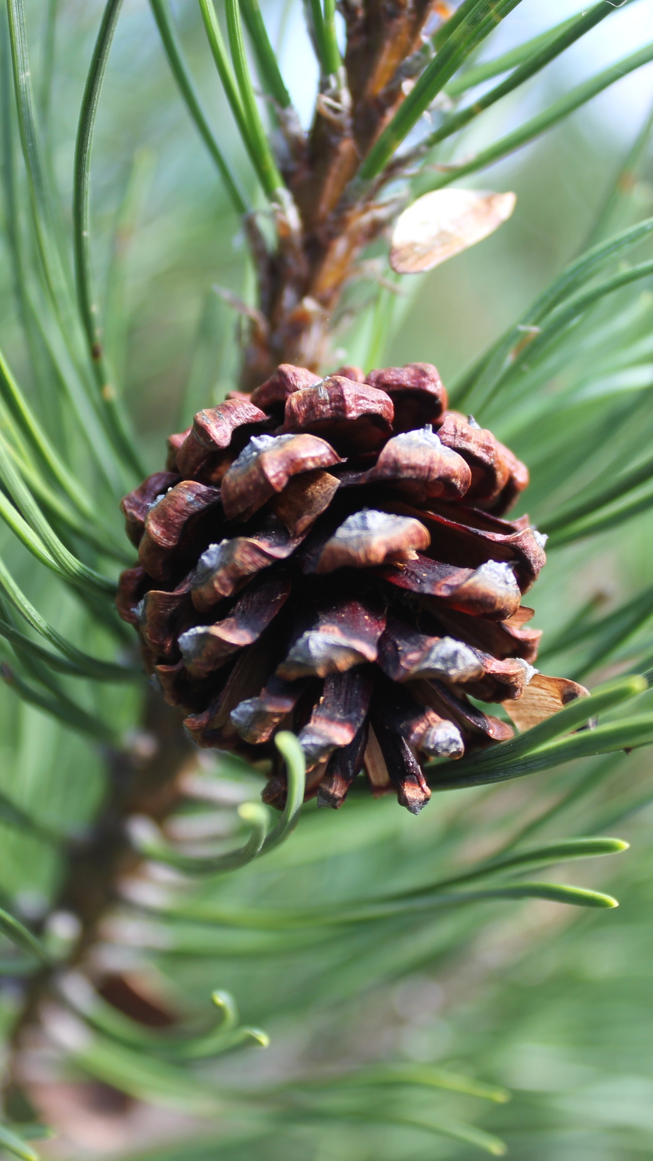 шишки сосна cones pine без смс