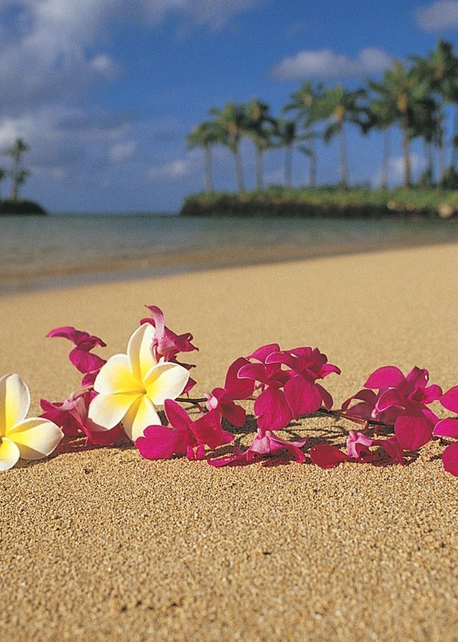 1536x2152 plumeria, flowers, beach 1536x2152 Resolution Wallpaper, HD  Flowers 4K Wallpapers, Images, Photos and Background - Wallpapers Den