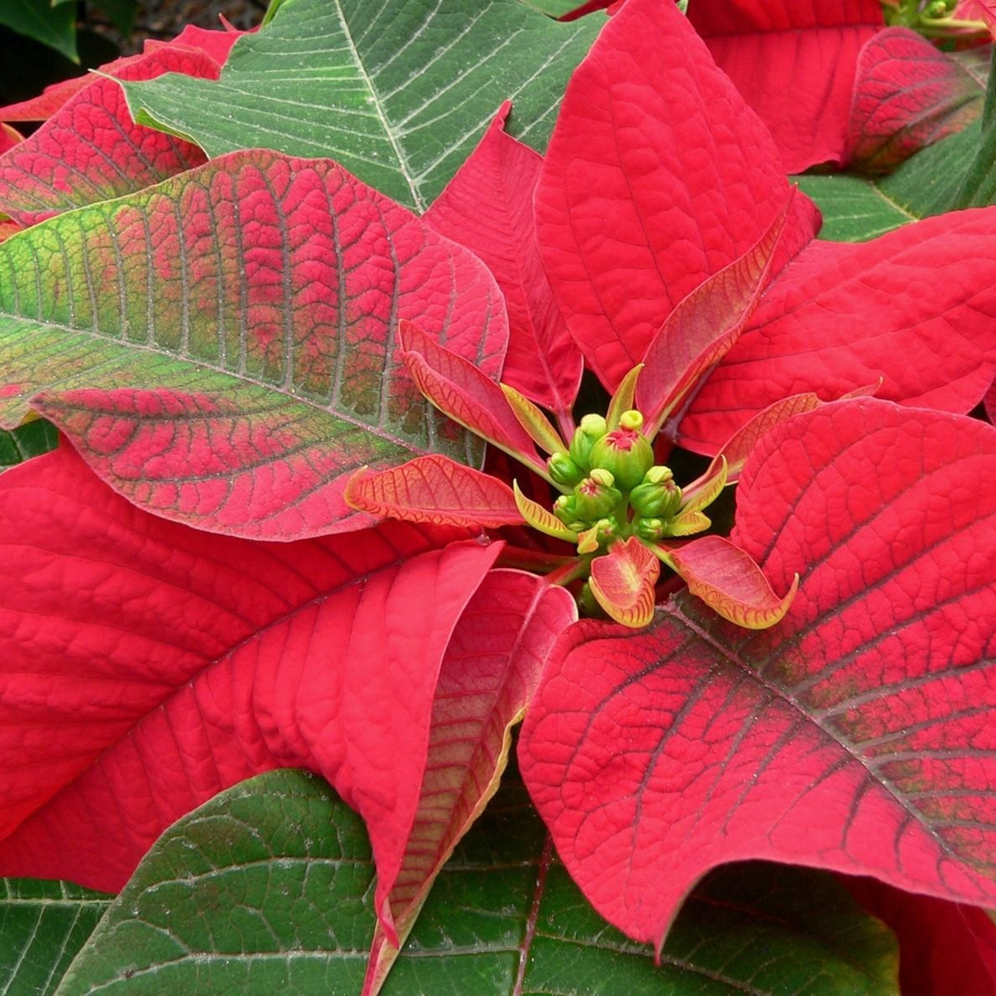 Комнатный цветок с красными и зелеными листьями фото