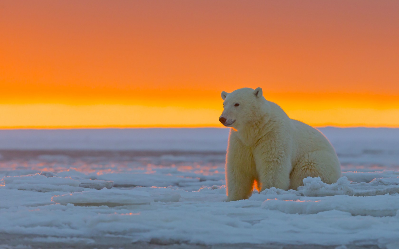 1080x2310 Resolution polar bear, alaska, snow 1080x2310 Resolution ...