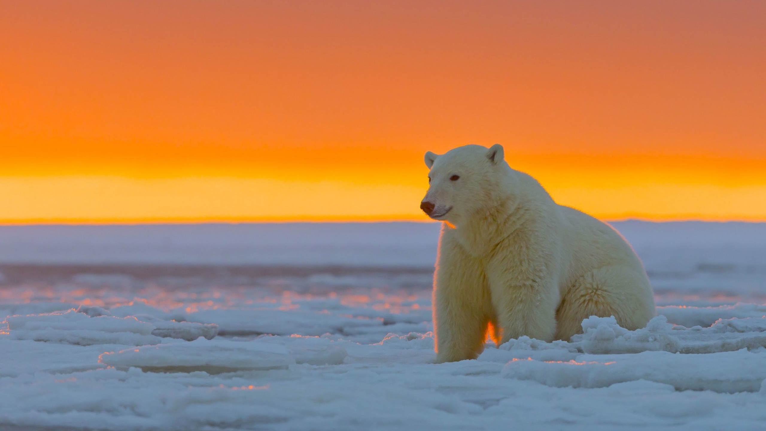 2560x1440 polar bear, alaska, snow 1440P Resolution Wallpaper, HD Animals  4K Wallpapers, Images, Photos and Background - Wallpapers Den